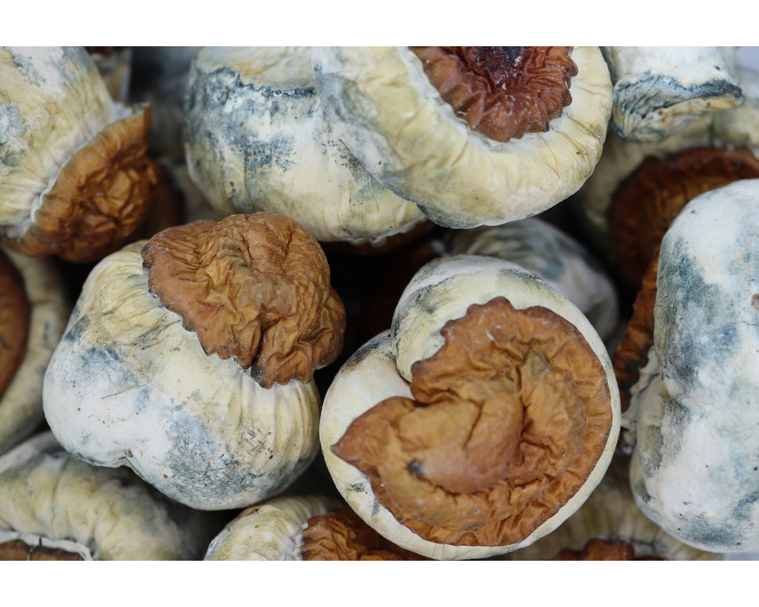King Kong Mushrooms King Kong King Kong Mushrooms King Kong