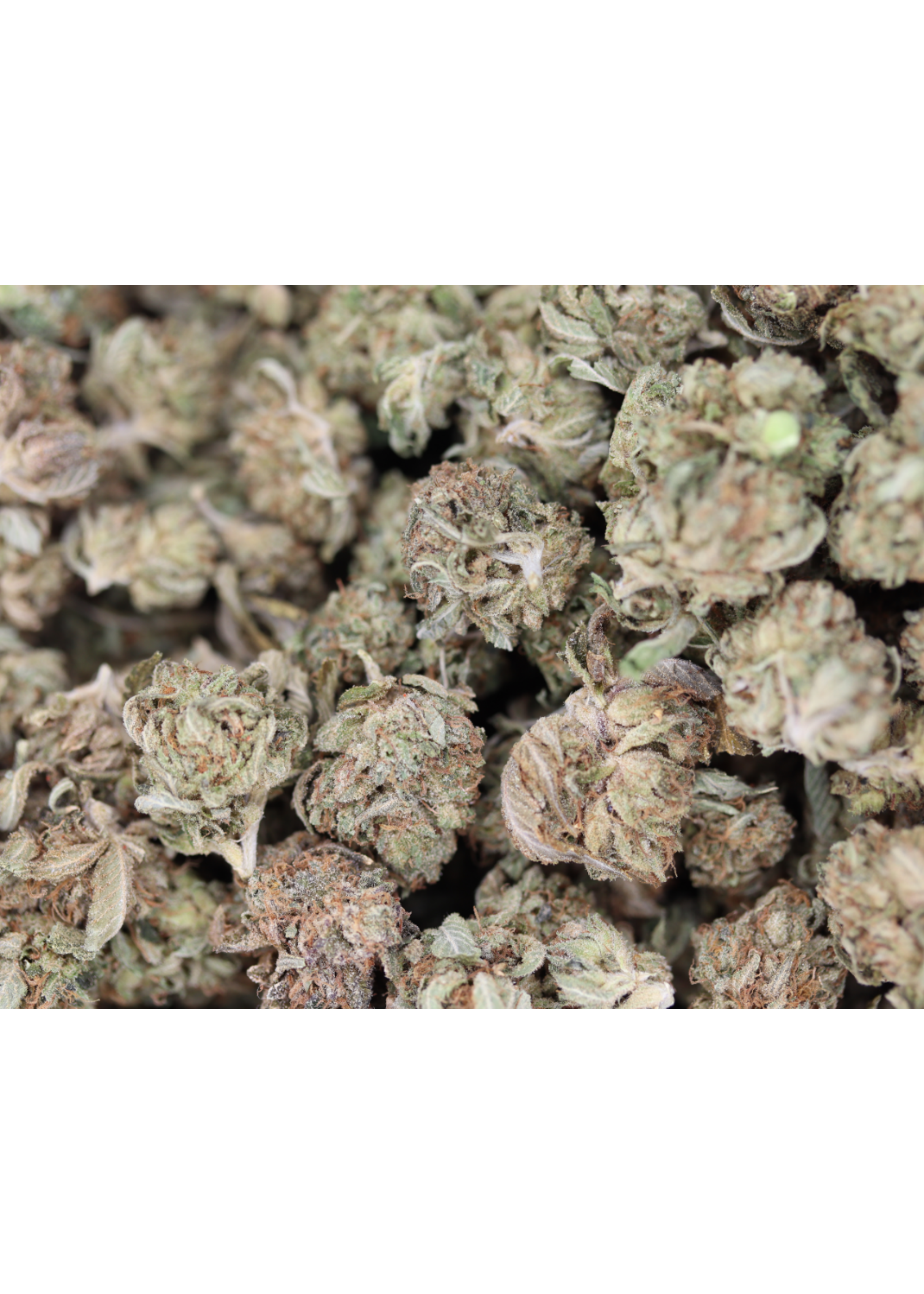 Pink Tuna Smalls (1/2lb) Wholesale Flower Anti-Insomnia Pink Tuna Smalls (1/2lb) Wholesale Flower Anti-Insomnia