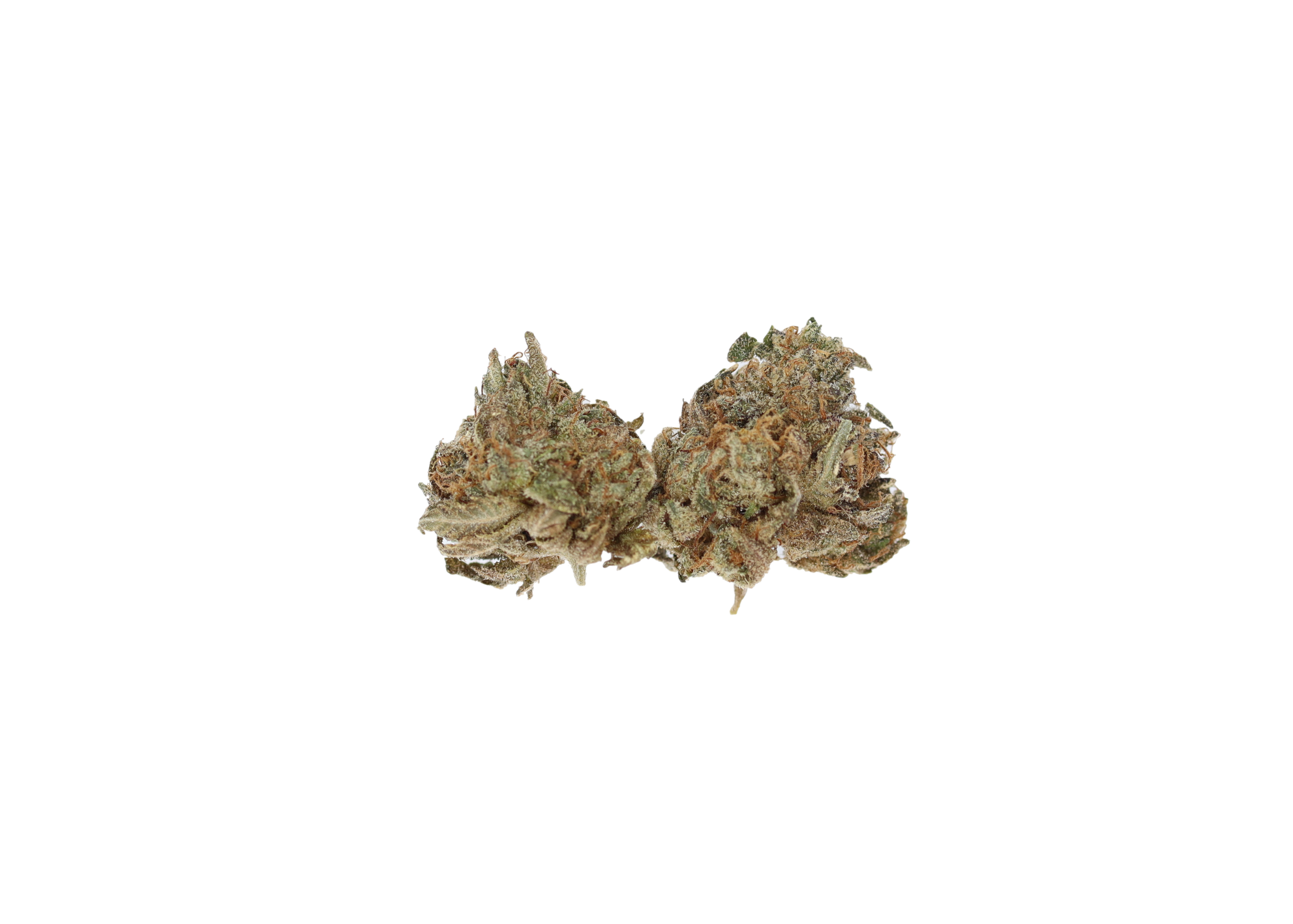Pink Tuna Smalls (1/2lb) Wholesale Flower Anti-Insomnia Pink Tuna Smalls (1/2lb) Wholesale Flower Anti-Insomnia
