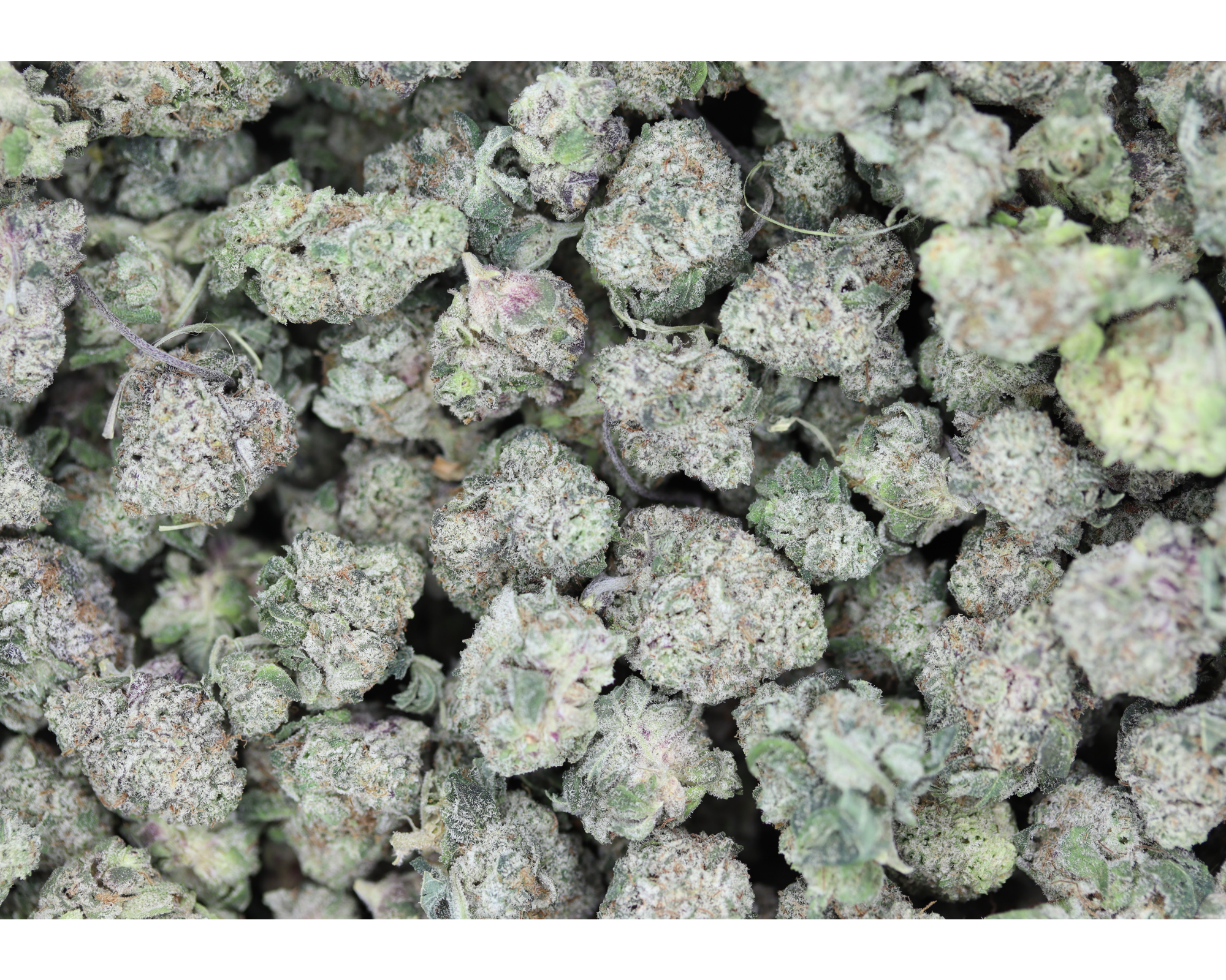 Platinum Purple Smalls All Strains Cannabis Flower Platinum Purple Smalls All Strains Cannabis Flower