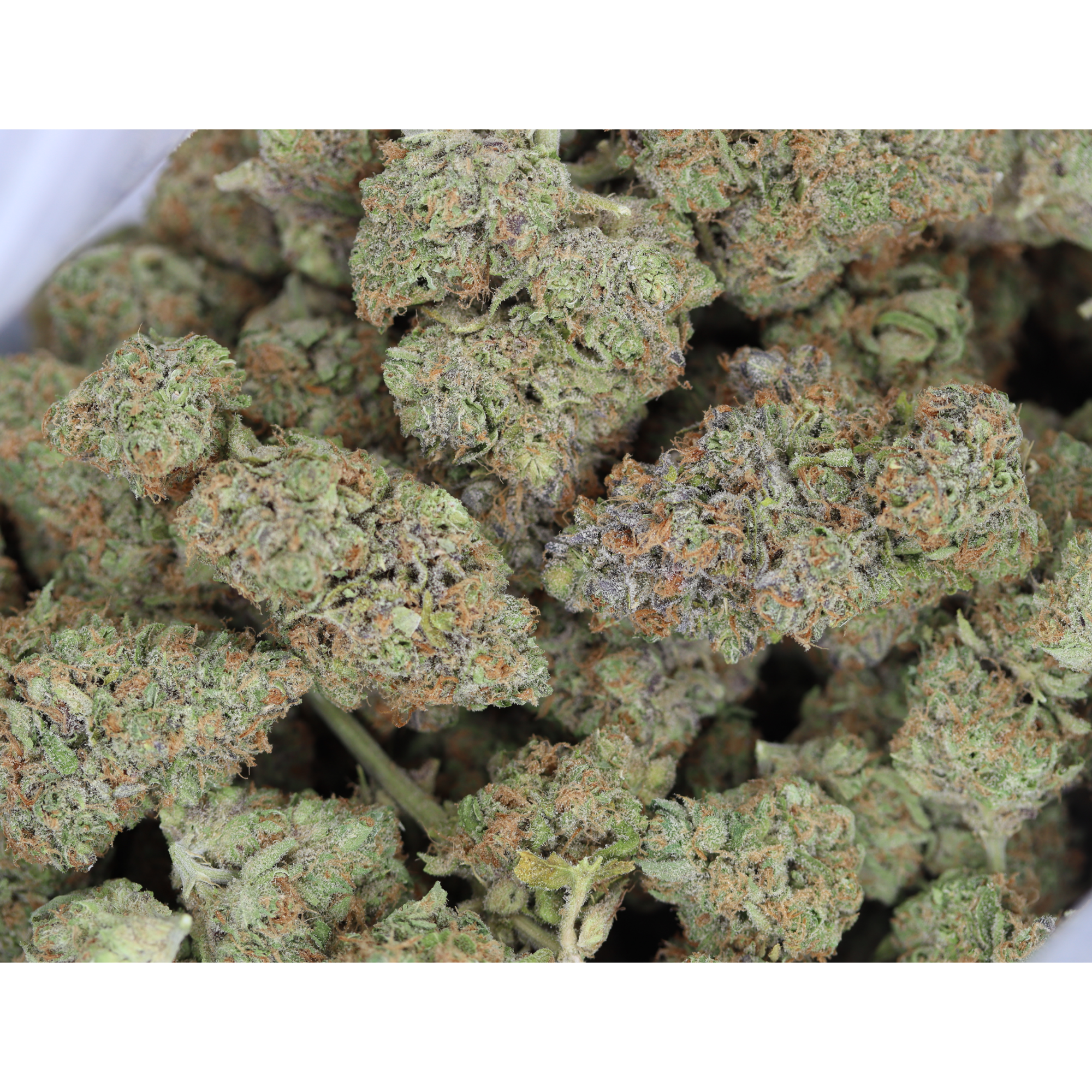 Purple Petro Hybrid Berry Purple Petro Hybrid Berry