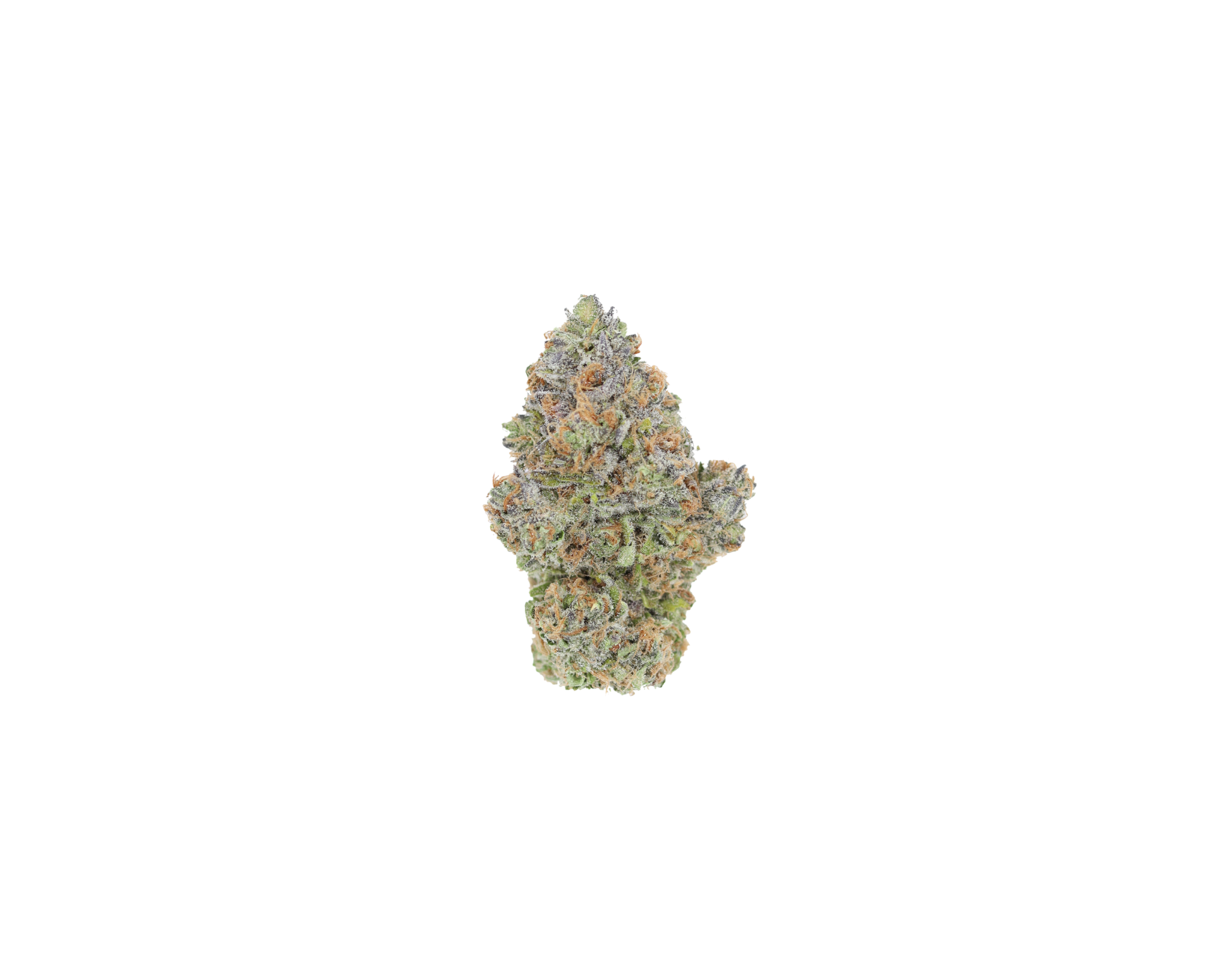 Purple Petro Hybrid Berry Purple Petro Hybrid Berry