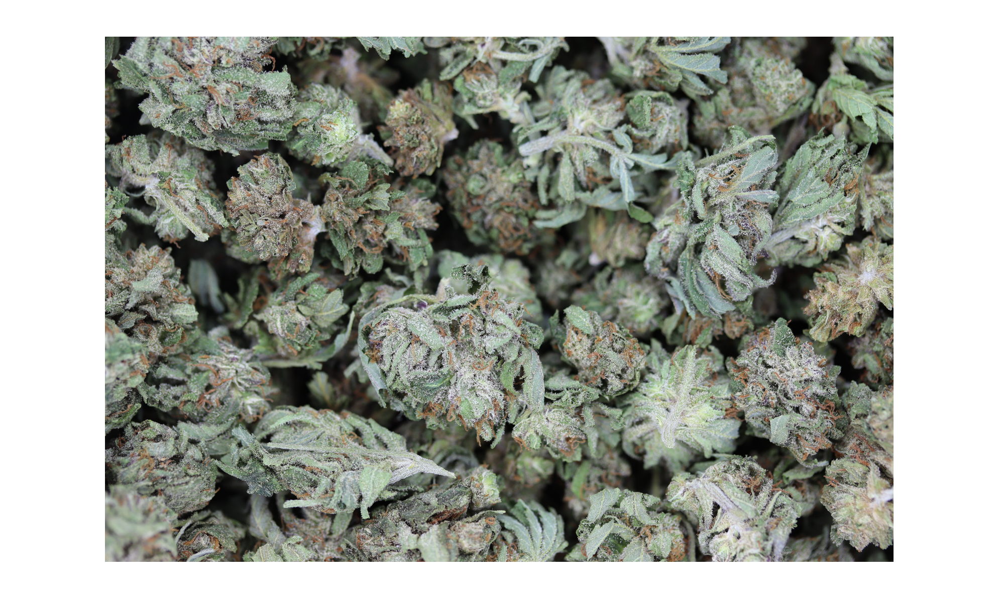 Black Friday Early Access – Apricot Kush Smalls (1lb) anxiety Black Friday Early Access – Apricot Kush Smalls (1lb) anxiety