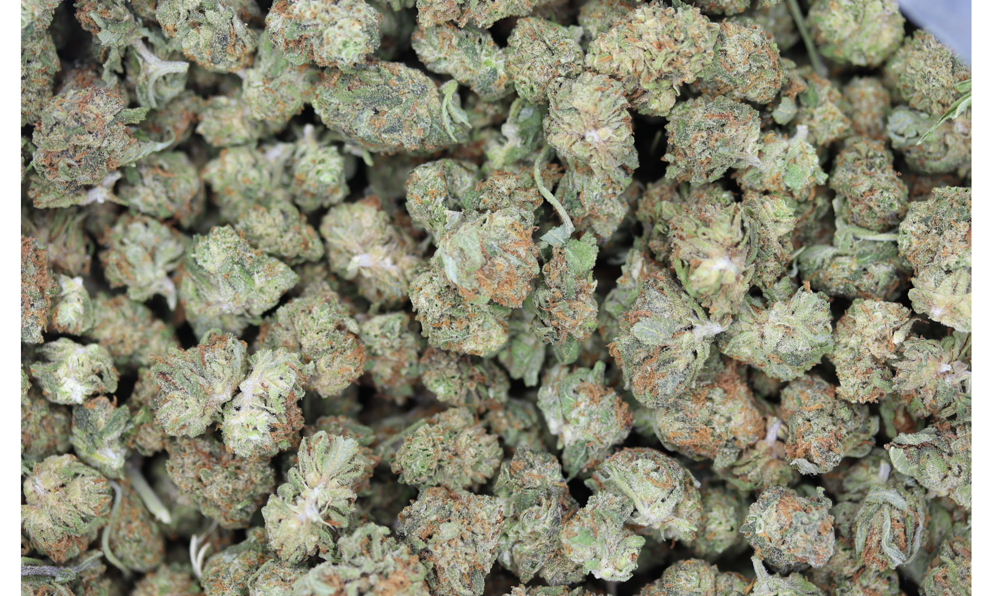 Love Potion Smalls (1/2lb) Wholesale Flower Love Potion Smalls (1/2lb) Wholesale Flower