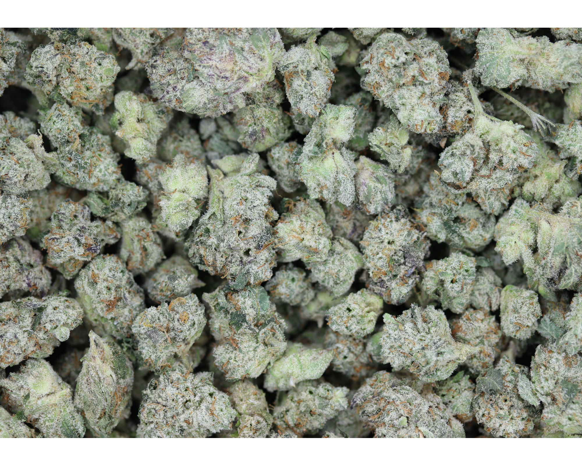 Blue Lobster Smalls (1/2lb) Wholesale Flower Blue Lobster Smalls Blue Lobster Smalls (1/2lb) Wholesale Flower Blue Lobster Smalls