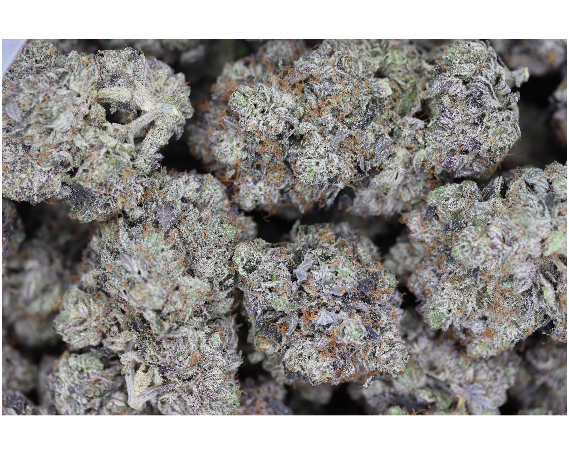 Gas Militia – LA Confidential Indica Cannabis Flower Gas Militia – LA Confidential Indica Cannabis Flower