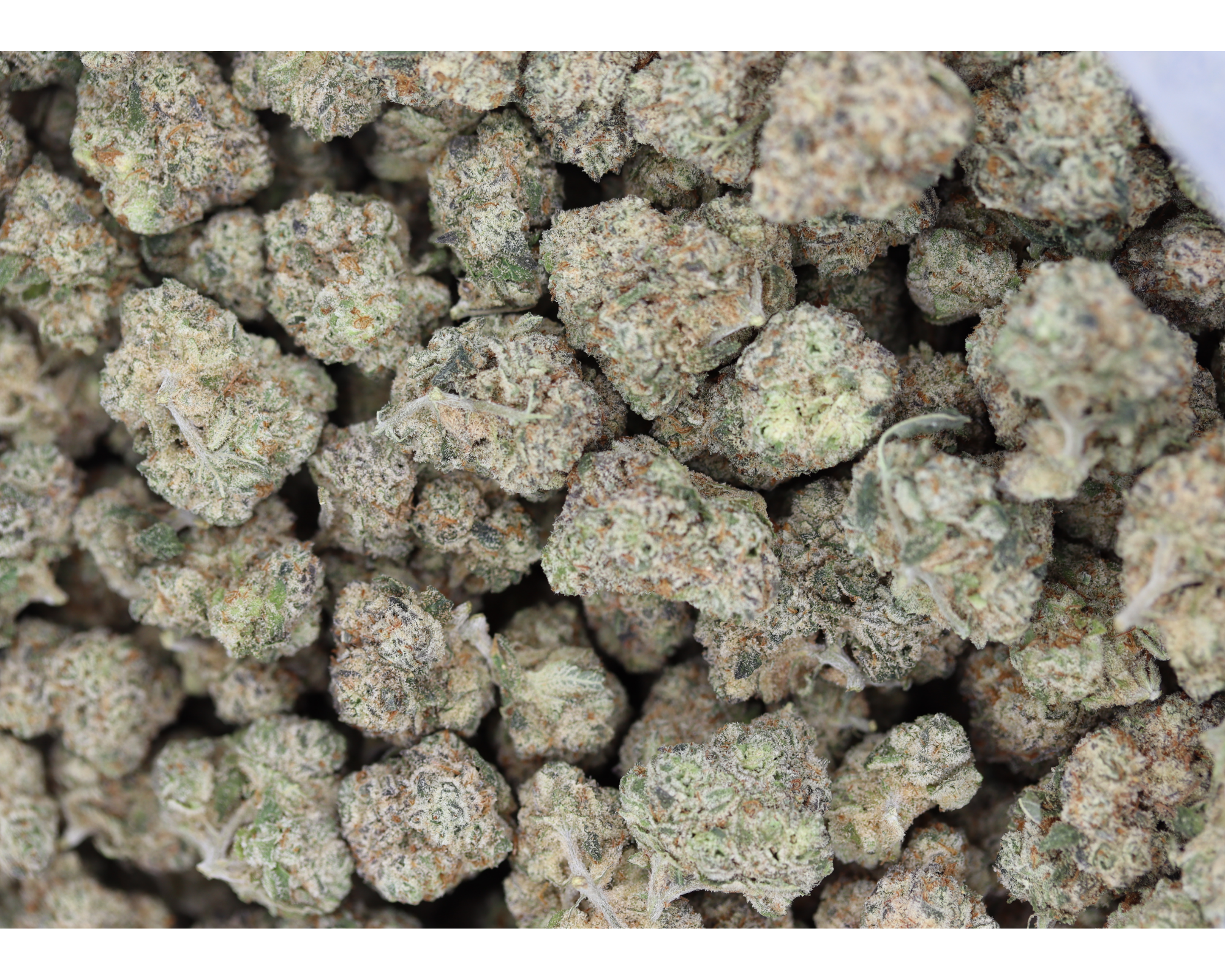 Grape Pie Smalls (1/2lb) Bulk Cannabis Flower Grape Pie Smalls (1/2lb) Bulk Cannabis Flower