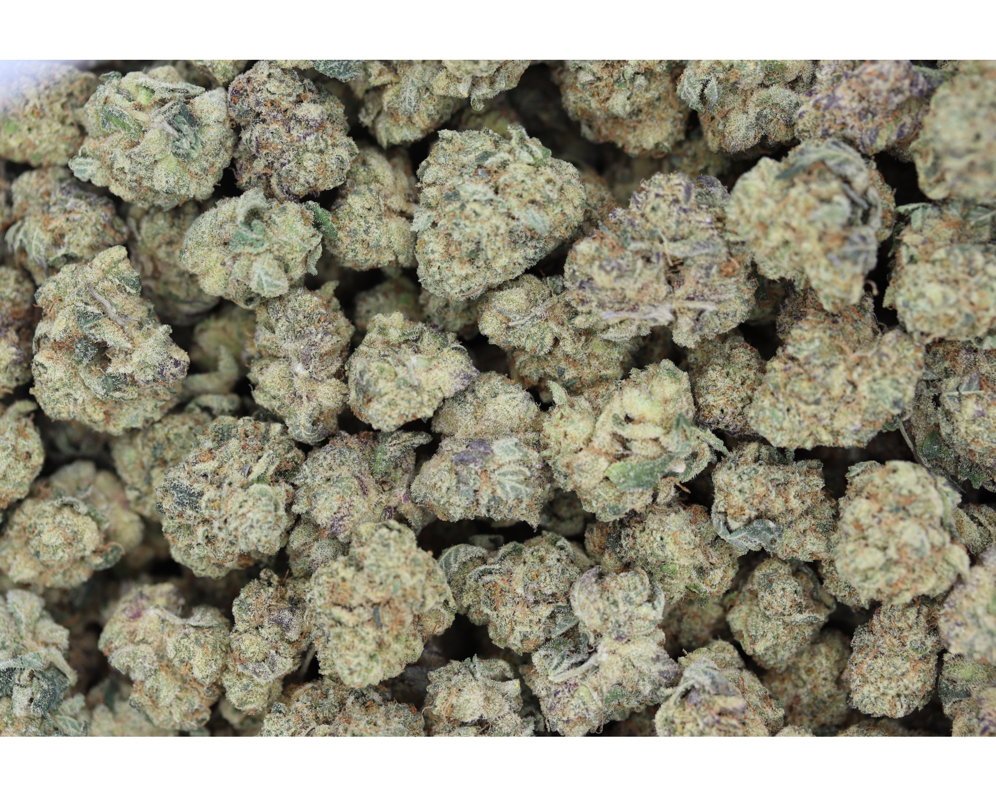 Watermelon Zkittles (1/2lb) Wholesale Flower Berry Watermelon Zkittles (1/2lb) Wholesale Flower Berry
