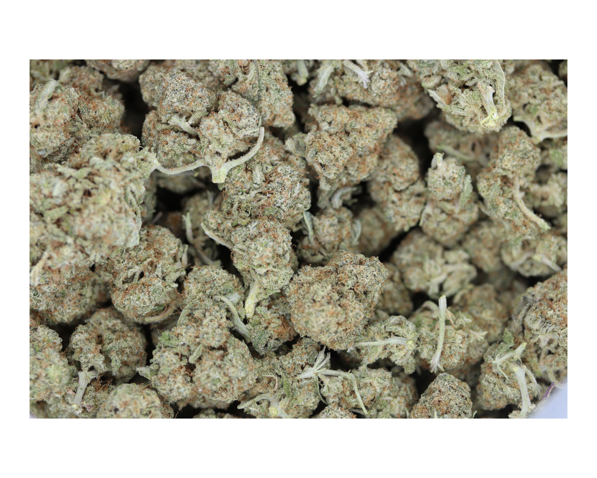 Goji Berry All Strains Cannabis Flower Goji Berry All Strains Cannabis Flower