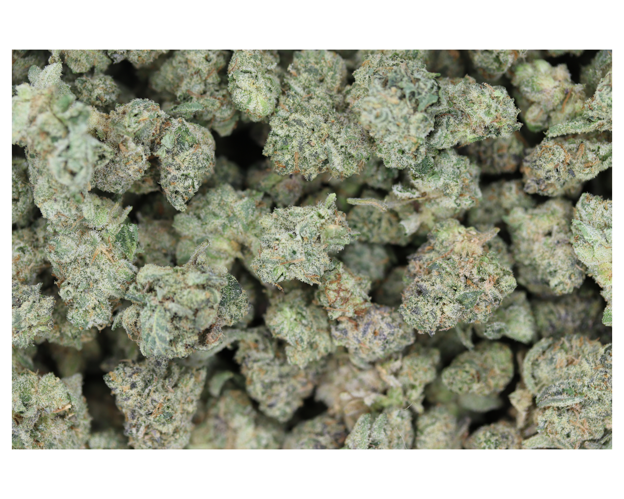 Motor Milk Smalls All Strains Anxiety Reduction Motor Milk Smalls All Strains Anxiety Reduction