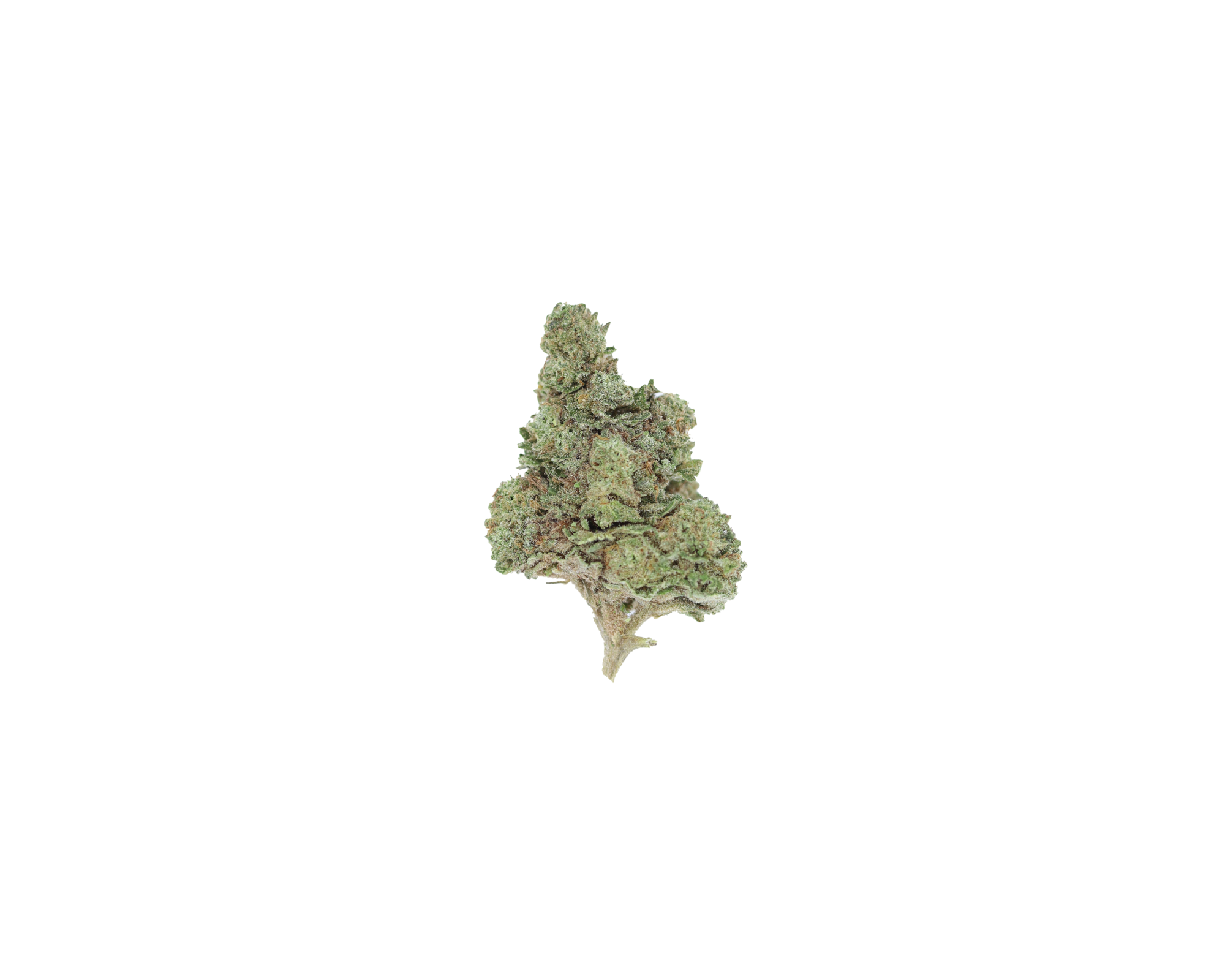 Afghani Lights Indica Afghani Lights Afghani Lights Indica Afghani Lights