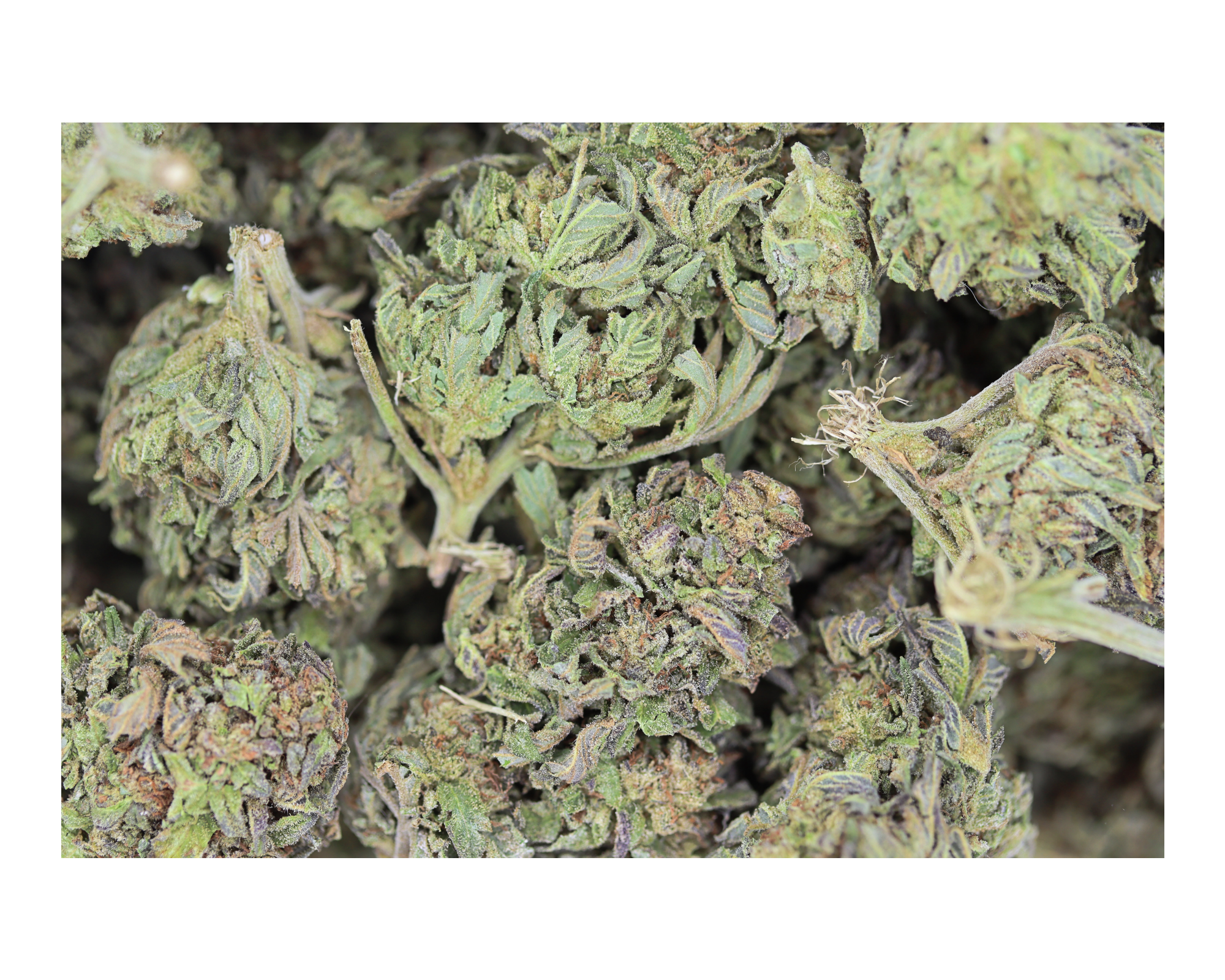 Alien Cookies (1/2lb) Wholesale Flower Alien Cookies Alien Cookies (1/2lb) Wholesale Flower Alien Cookies