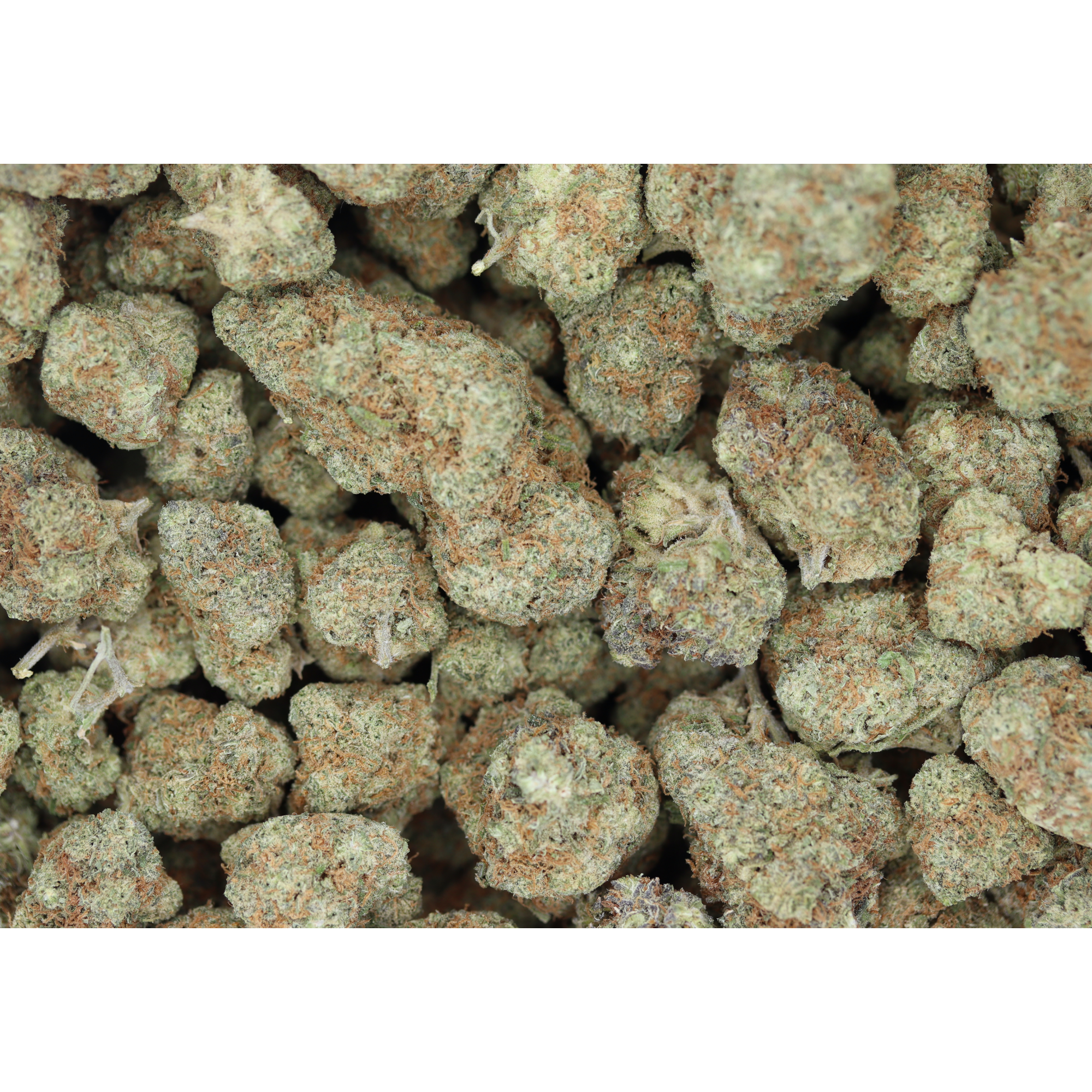 GSC (1/2lb) Wholesale Flower anxiety GSC (1/2lb) Wholesale Flower anxiety