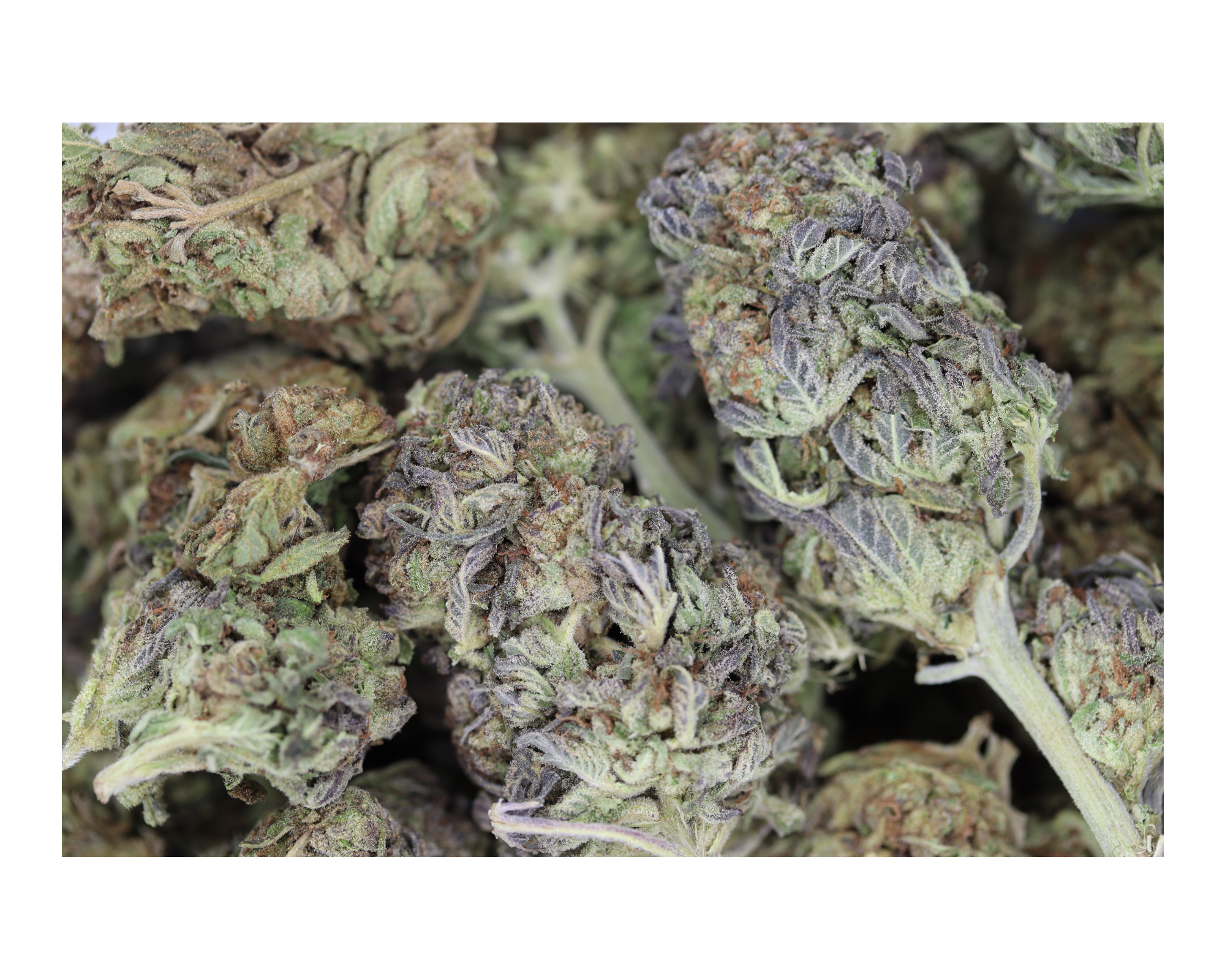 Glookies (1/2lb) Wholesale Flower Anxiety Reduction Glookies (1/2lb) Wholesale Flower Anxiety Reduction