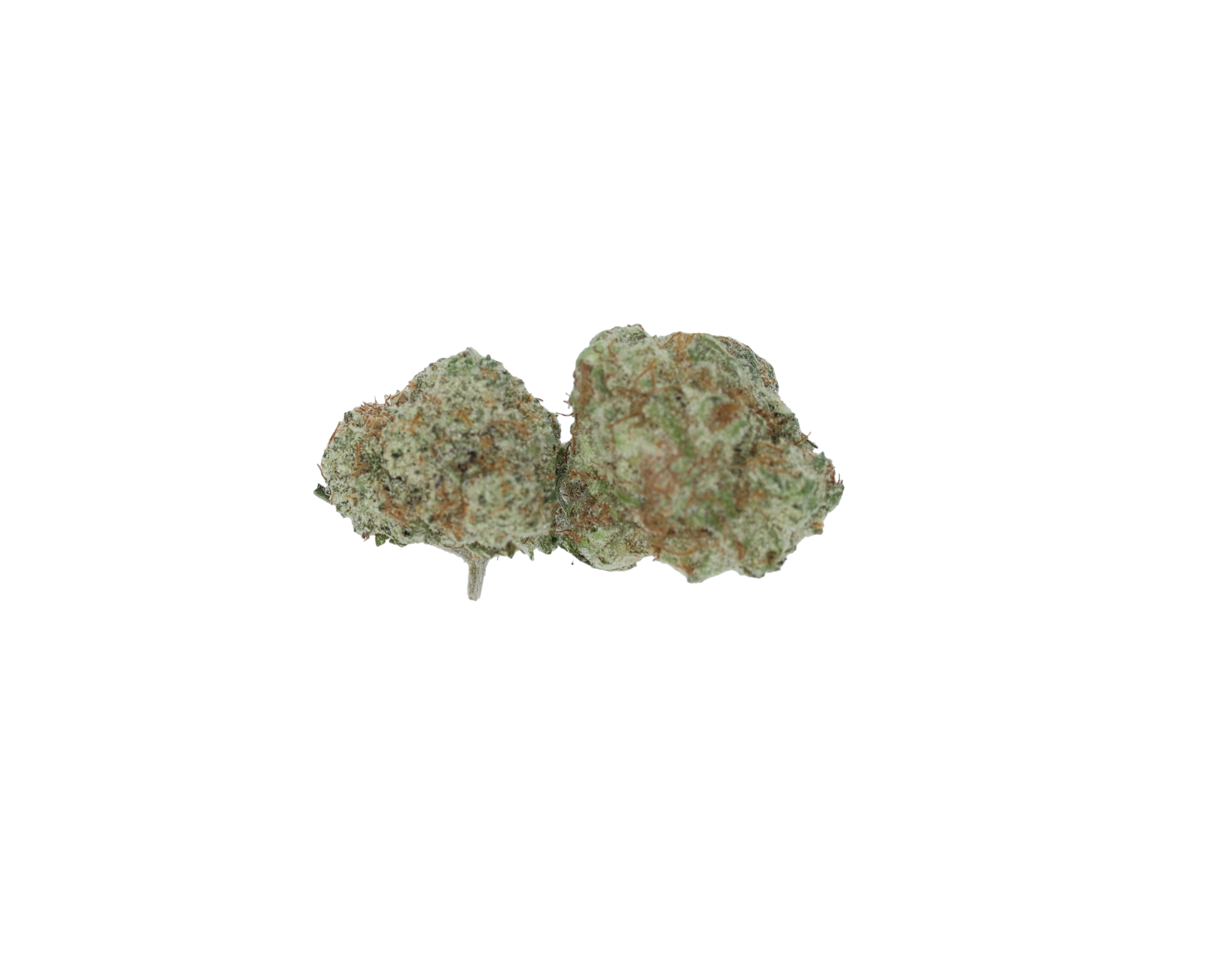 Mango Kush Smalls Hybrid Cannabis Flower Mango Kush Smalls Hybrid Cannabis Flower