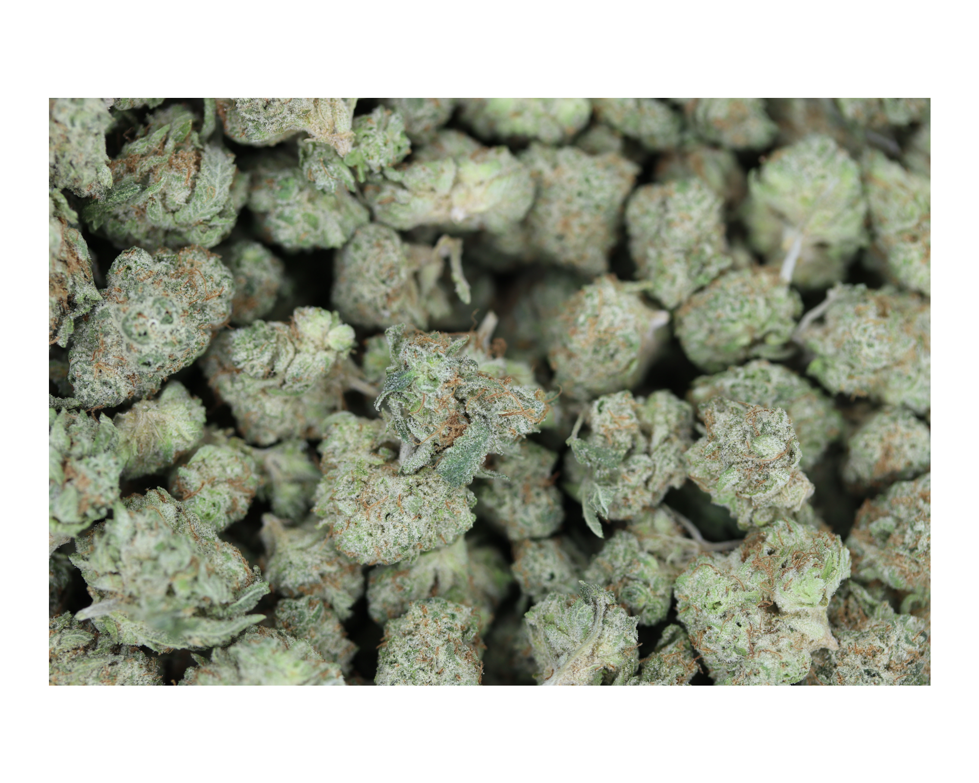 Mango Kush Smalls Hybrid Cannabis Flower Mango Kush Smalls Hybrid Cannabis Flower
