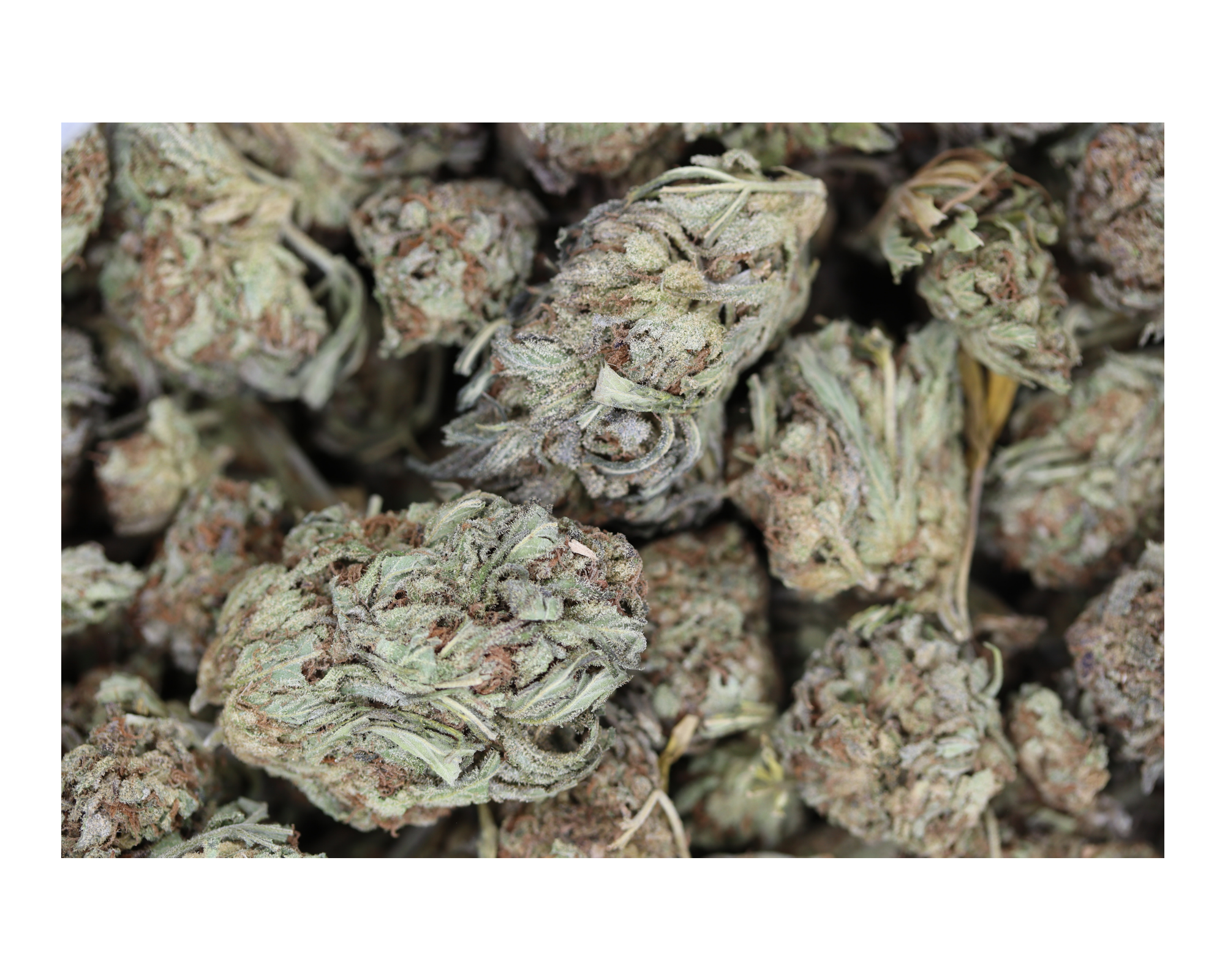 Orange Poison (1/2lb) Wholesale Flower bulk Orange Poison (1/2lb) Wholesale Flower bulk