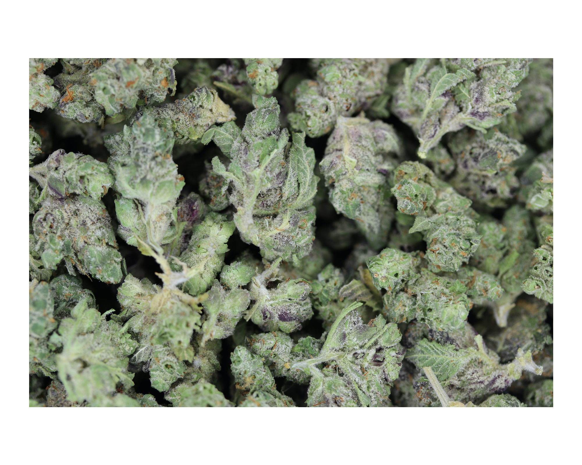 Purple Kush Smalls (1/2lb) Bulk bulk Purple Kush Smalls (1/2lb) Bulk bulk