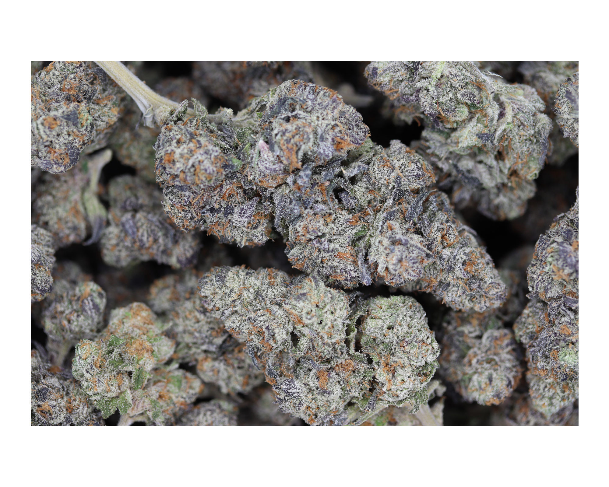 Tropaya Pie (1/2lb) Wholesale Flower Anxiety Relief Tropaya Pie (1/2lb) Wholesale Flower Anxiety Relief