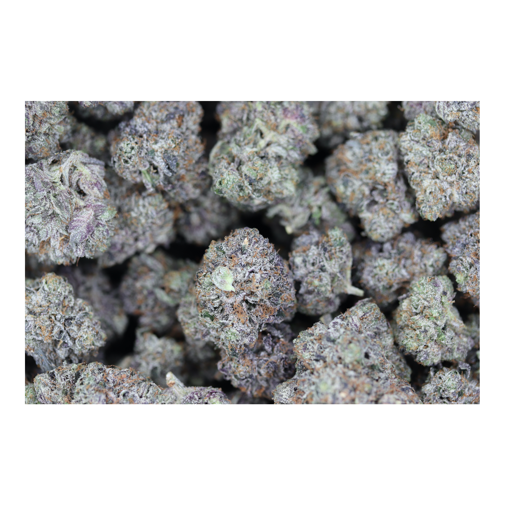 Gastown OG (1/2lb) Wholesale Flower bulk Gastown OG (1/2lb) Wholesale Flower bulk