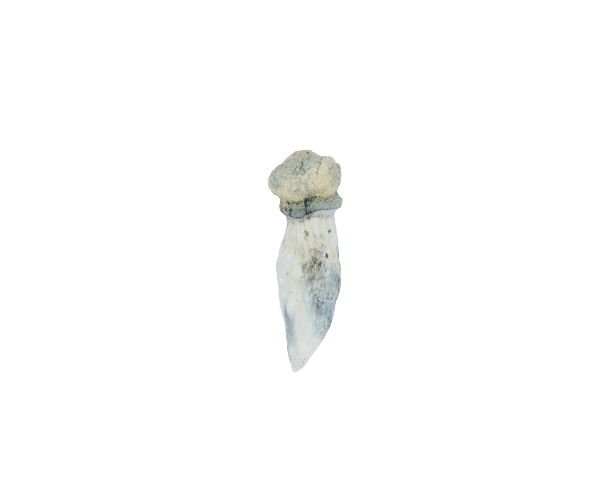 Albino Penis Envy Mushrooms Albino Penis Envy Albino Penis Envy Mushrooms Albino Penis Envy