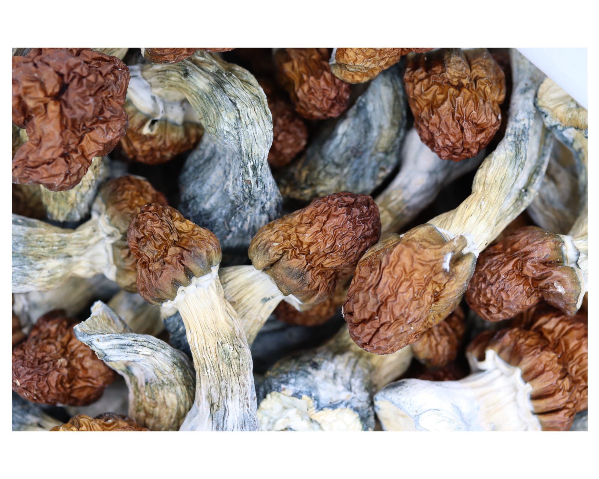 Blue Pulaski Mushrooms Blue Pulaski Blue Pulaski Mushrooms Blue Pulaski
