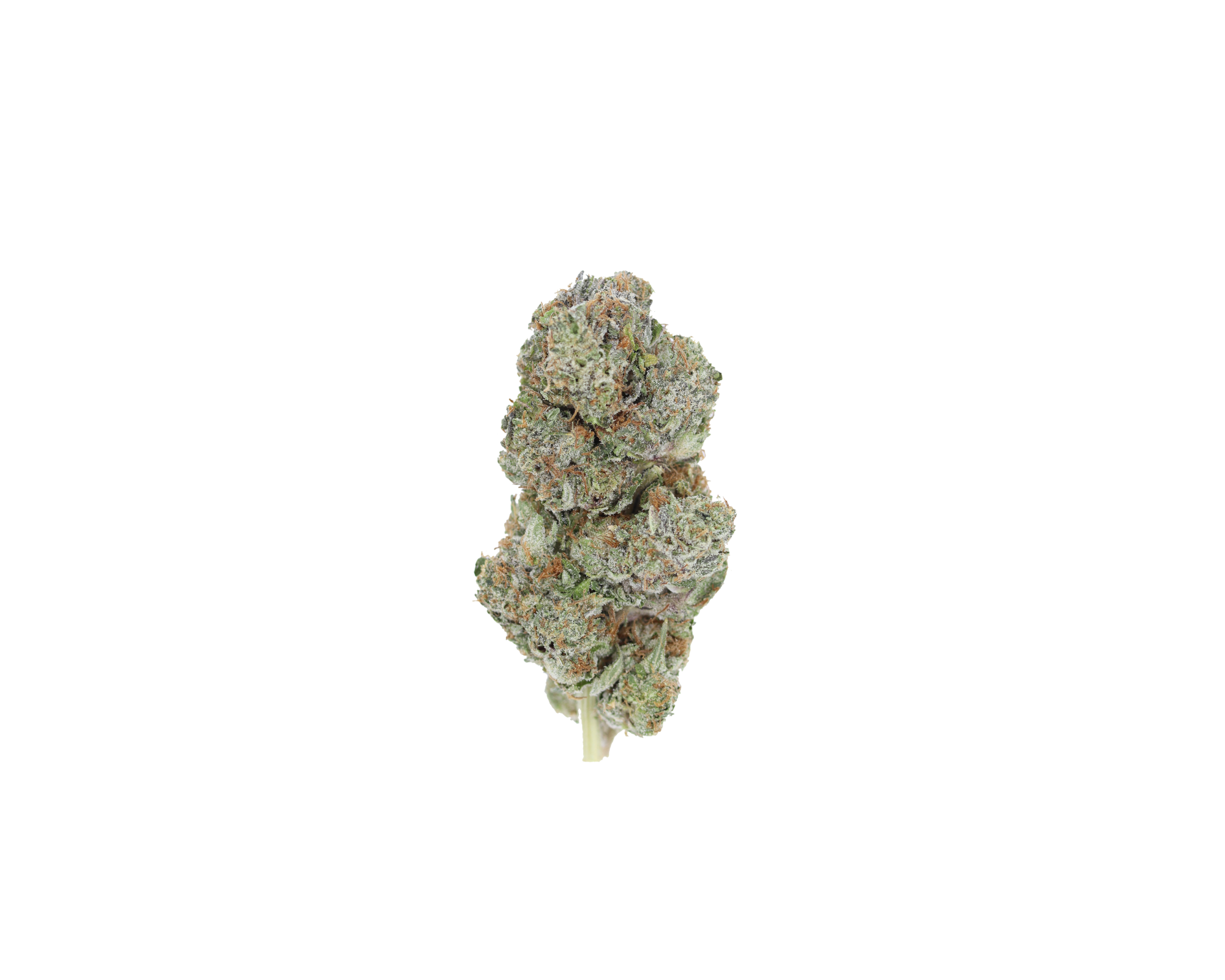 Blue Venom Indica Blue Venom Blue Venom Indica Blue Venom