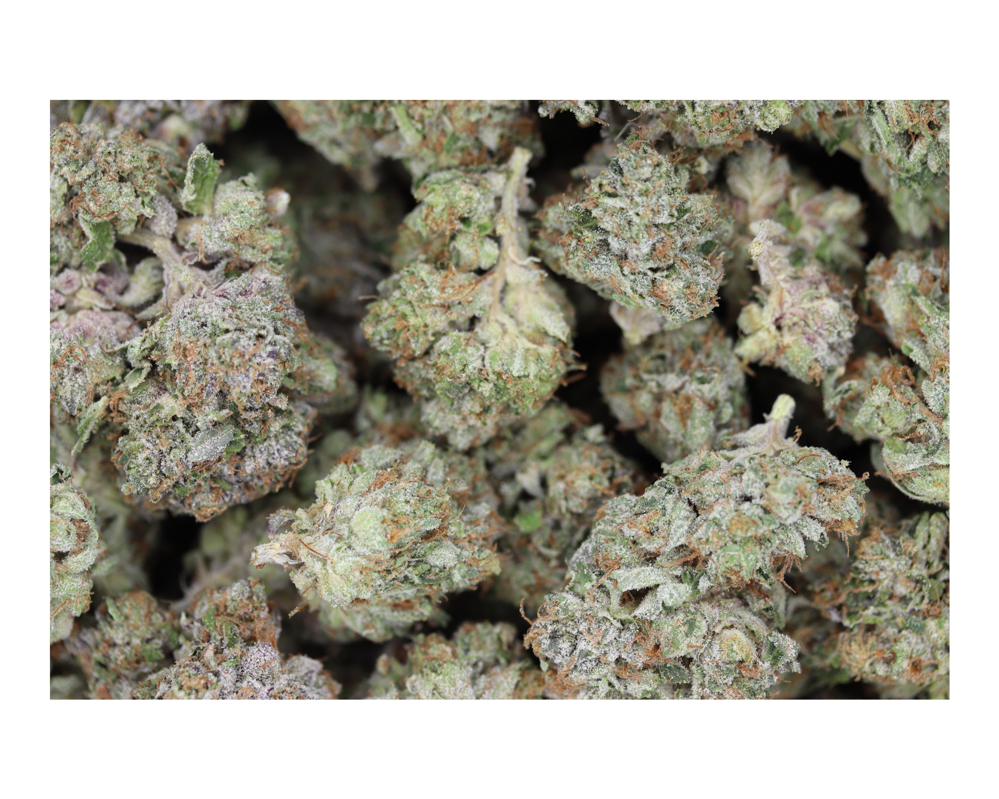 Blue Venom Indica Blue Venom Blue Venom Indica Blue Venom