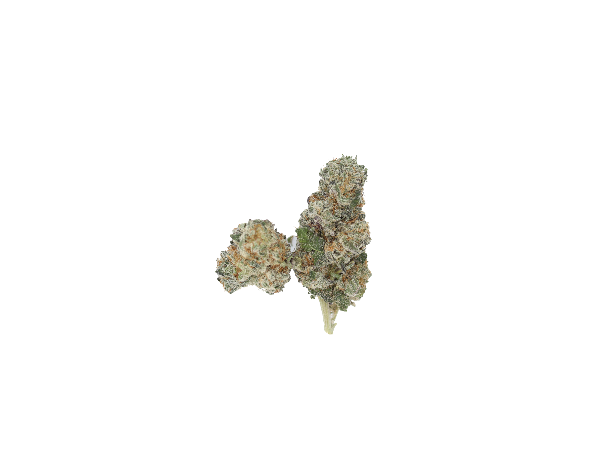 Fruit Loops Smalls (1/2lb) Wholesale Flower bulk Fruit Loops Smalls (1/2lb) Wholesale Flower bulk
