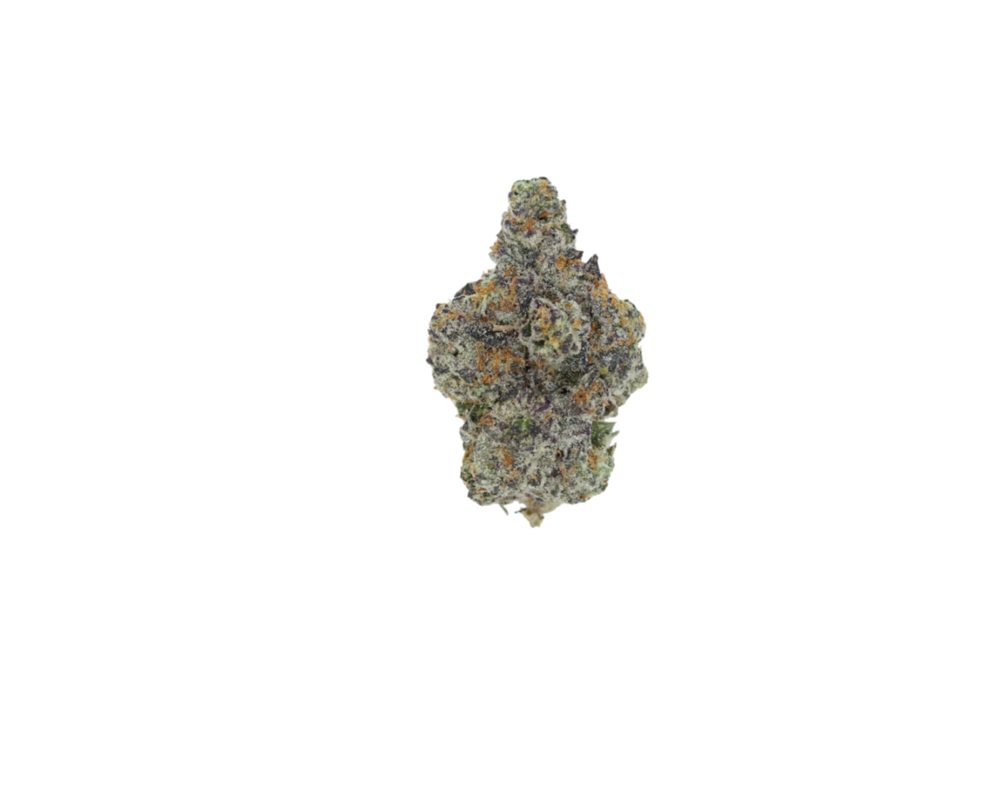 Frumps Hybrid Berry Frumps Hybrid Berry