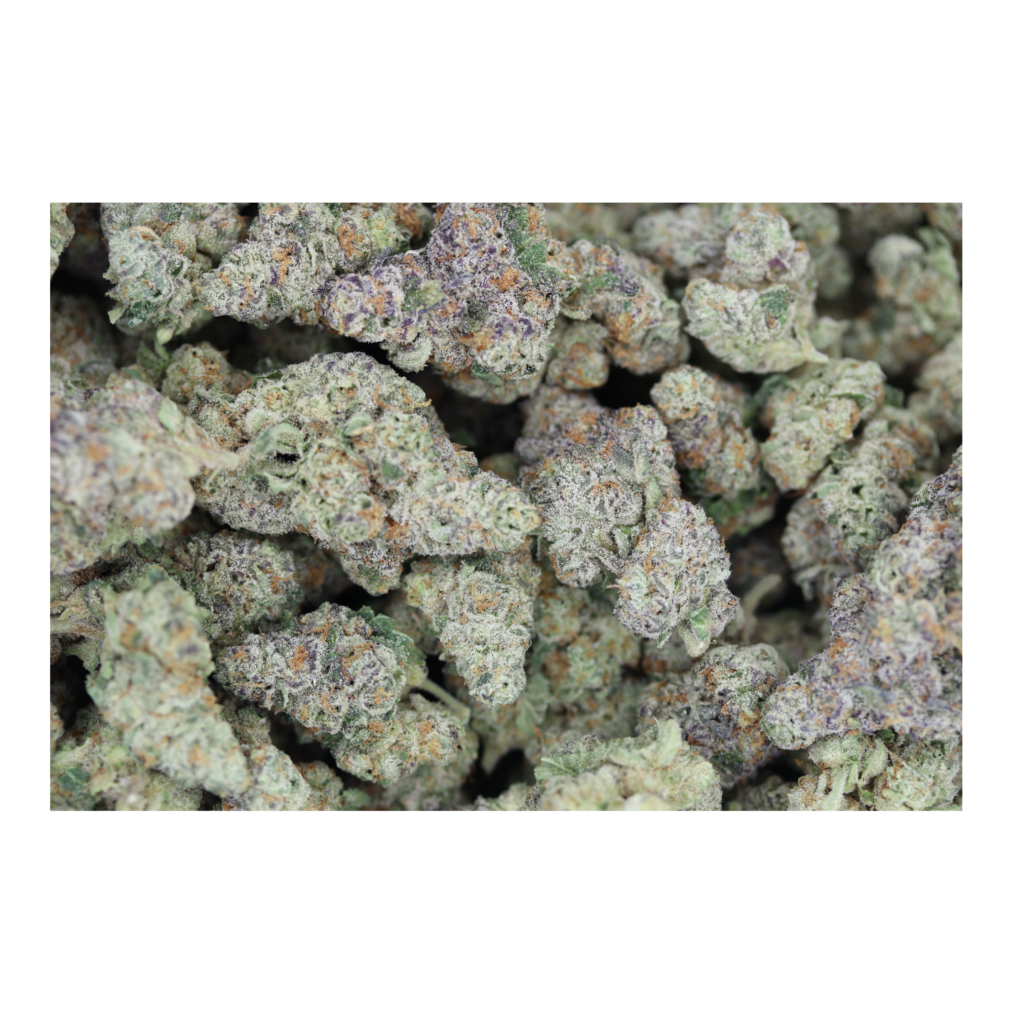 Frumps Hybrid Berry Frumps Hybrid Berry