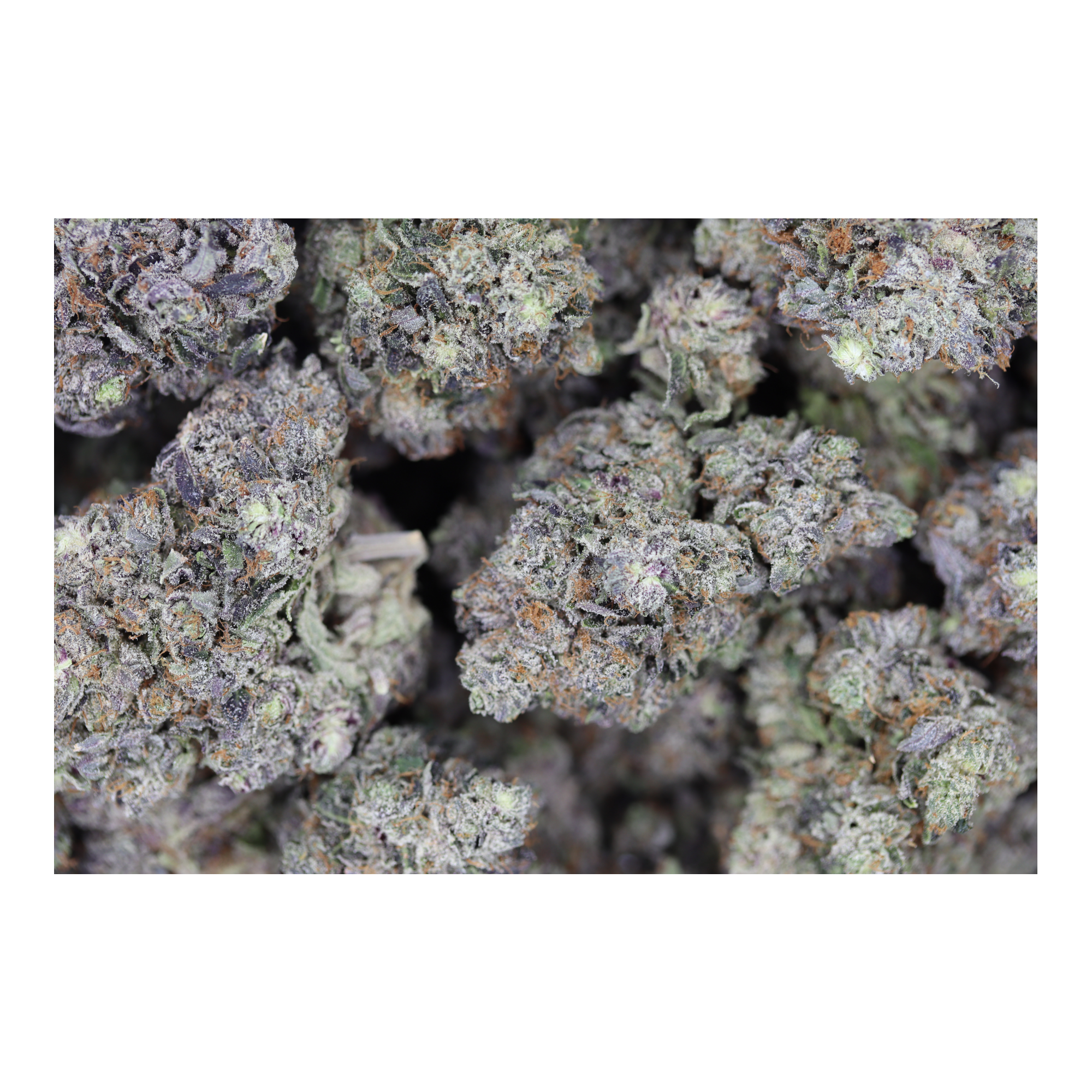 Gas Militia – Black Death All Strains Cannabis Flower Gas Militia – Black Death All Strains Cannabis Flower