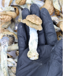 Golden Teacher Mushrooms Golden Teacher