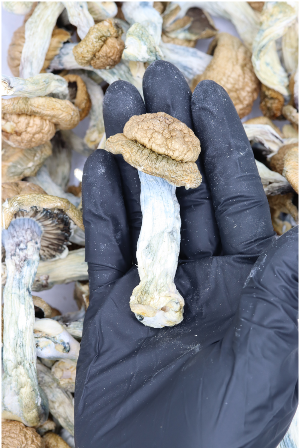 Golden Teacher Mushrooms Golden Teacher Golden Teacher Mushrooms Golden Teacher