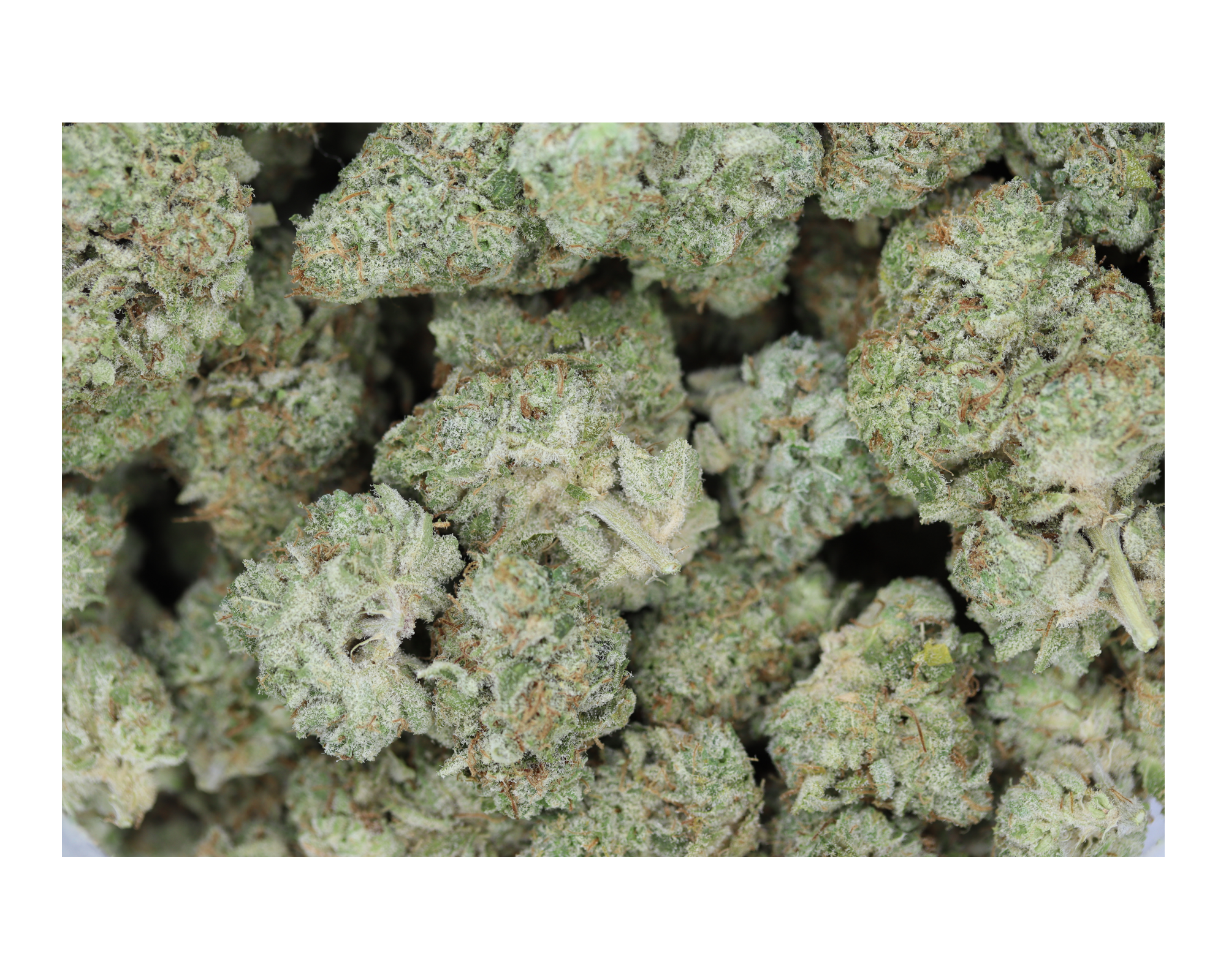 Grease Monkey Hybrid Cannabis Flower Grease Monkey Hybrid Cannabis Flower