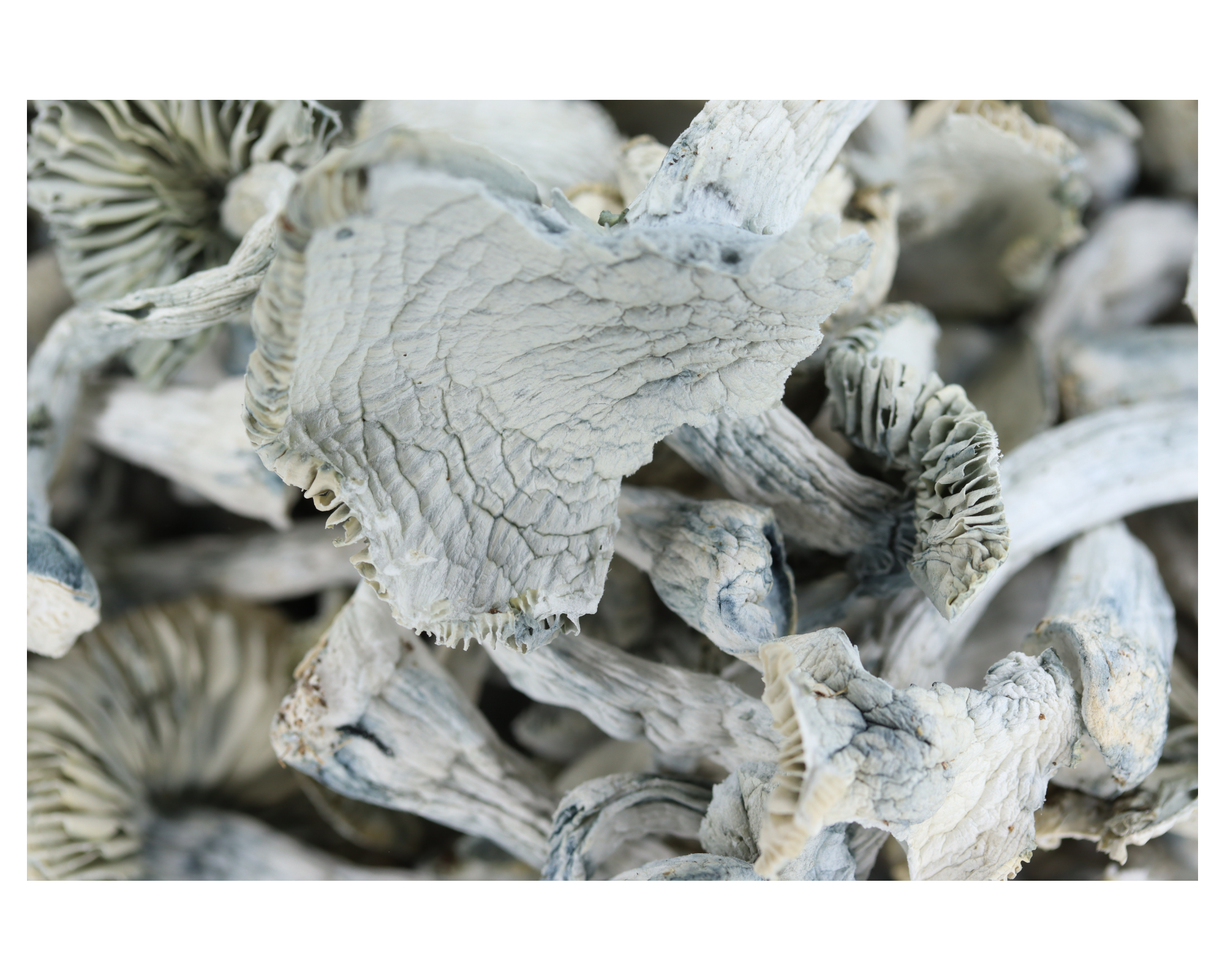 Jedi Mind Tricks Mushrooms Jedi Mind Tricks Jedi Mind Tricks Mushrooms Jedi Mind Tricks