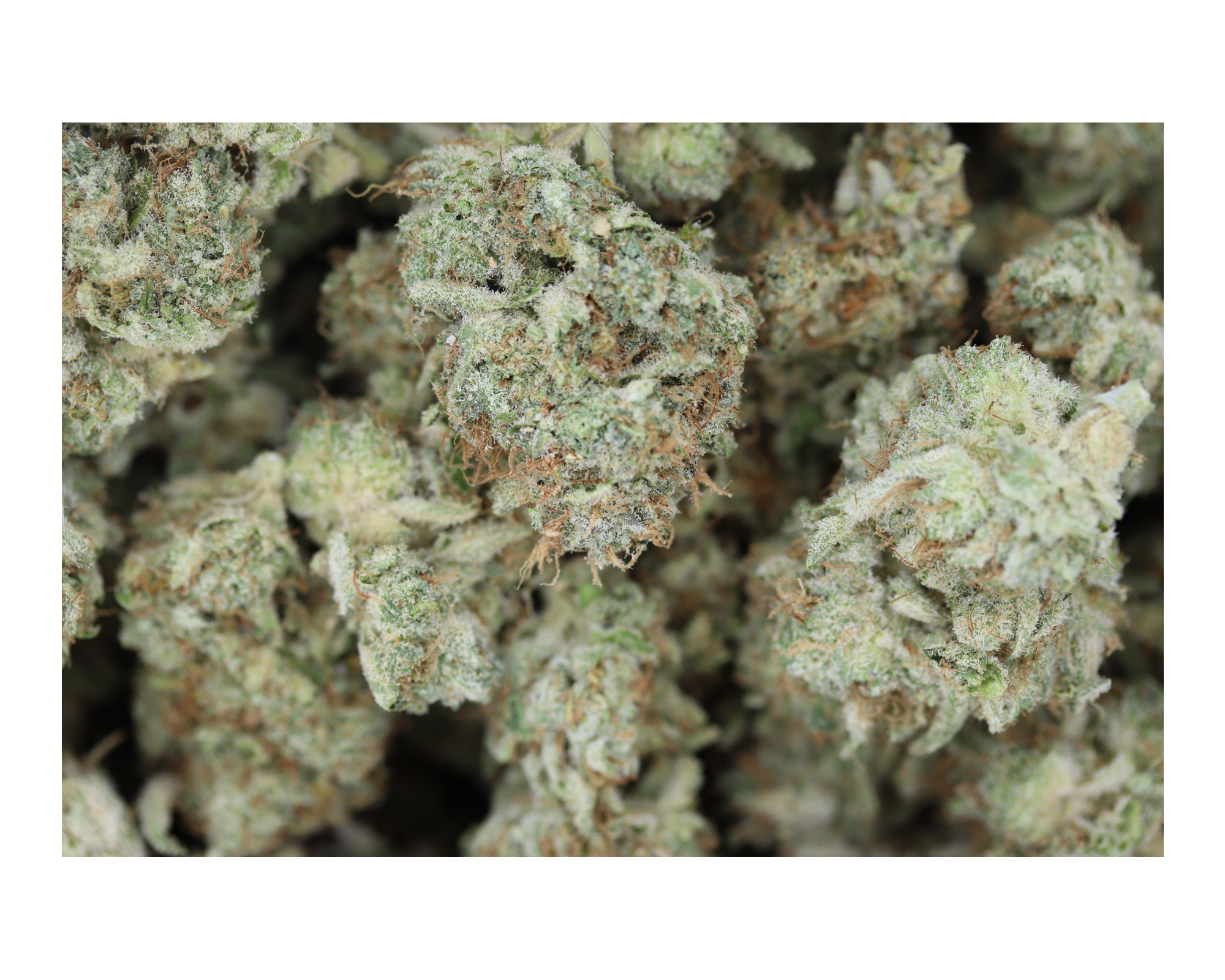 Magnum P.I. Sativa Cannabis Flower Magnum P.I. Sativa Cannabis Flower