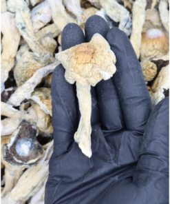 Penis Envy Mushrooms Penis Envy