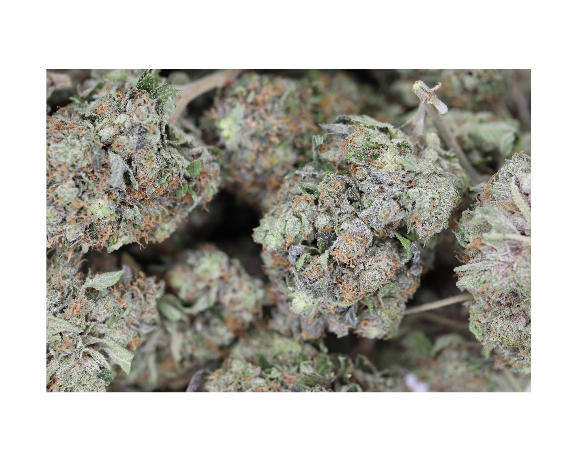 Pink Star Indica Better Sleep Pink Star Indica Better Sleep