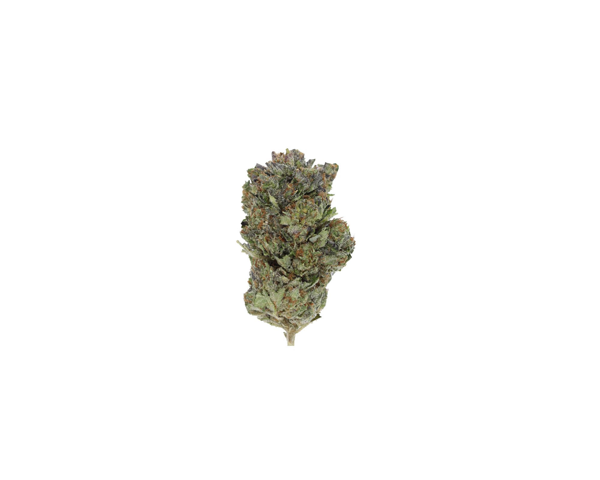 Pink Pablo Indica Better Sleep Pink Pablo Indica Better Sleep