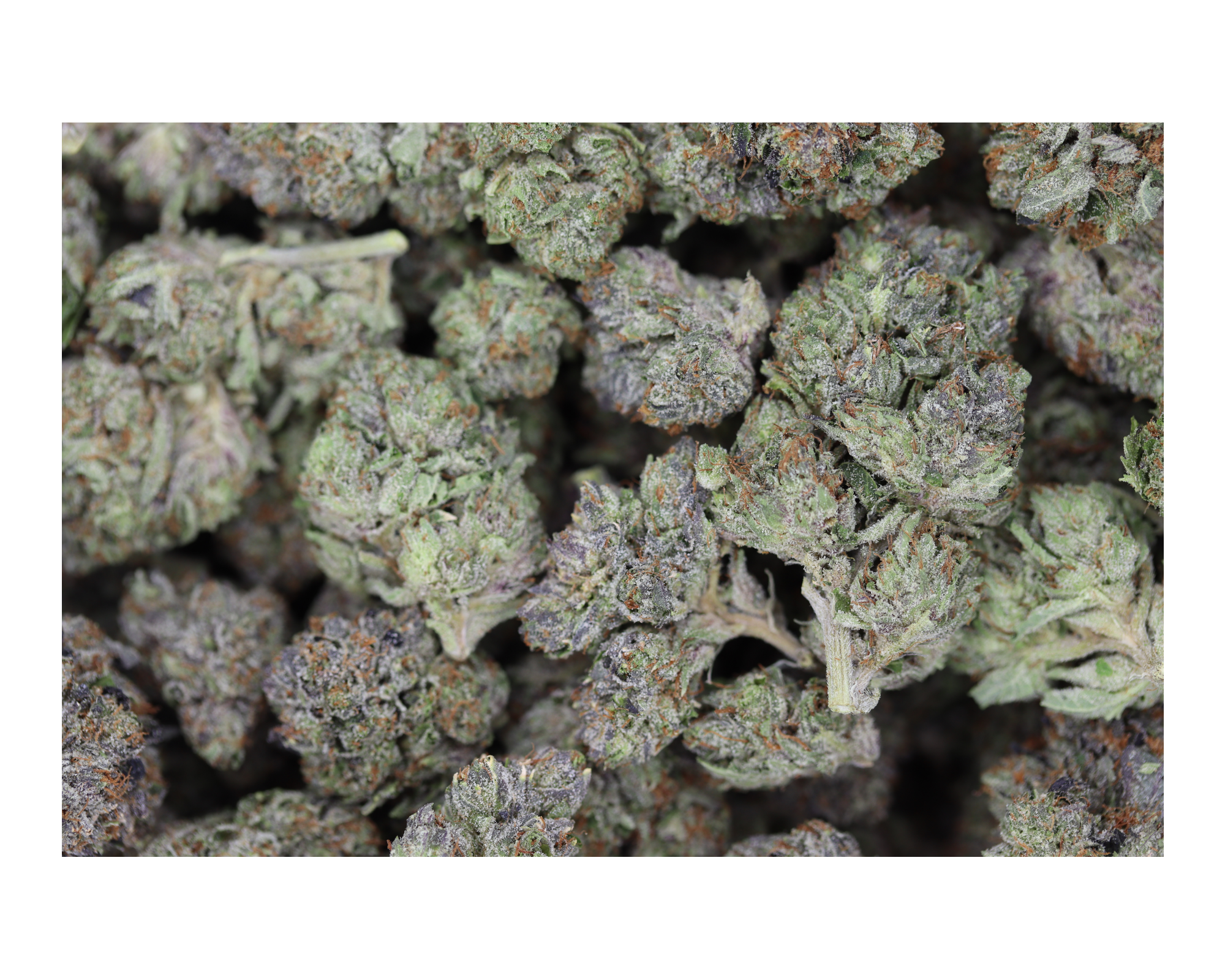 Pink Pablo Indica Better Sleep Pink Pablo Indica Better Sleep