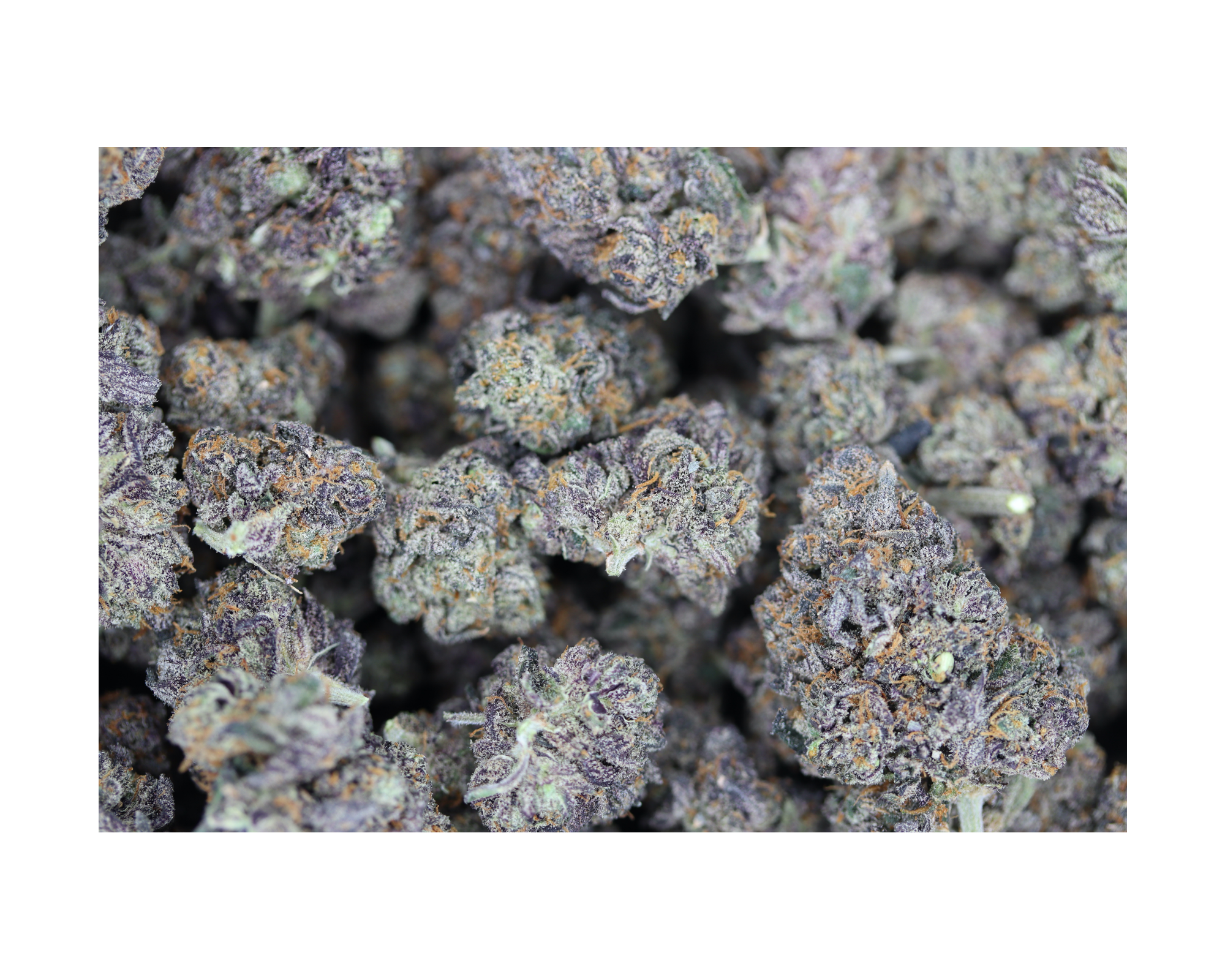 Purple Diesel Hybrid Cannabis Flower Purple Diesel Hybrid Cannabis Flower