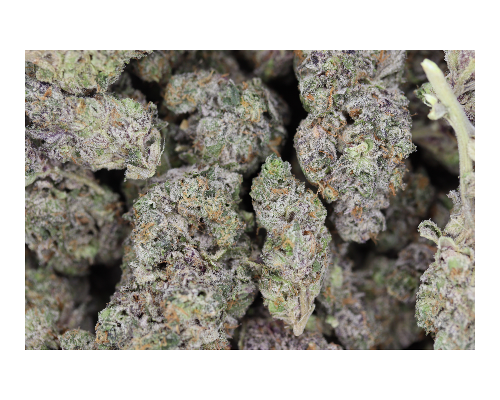 San Fernando Valley OG Indica Better Sleep San Fernando Valley OG Indica Better Sleep