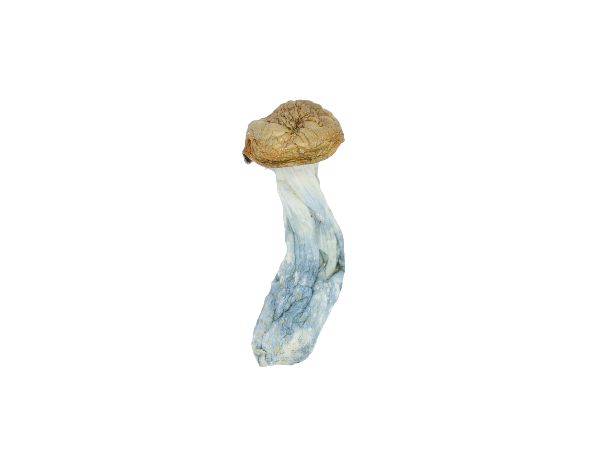 Tidal Wave Mushrooms psychedelics Tidal Wave Mushrooms psychedelics
