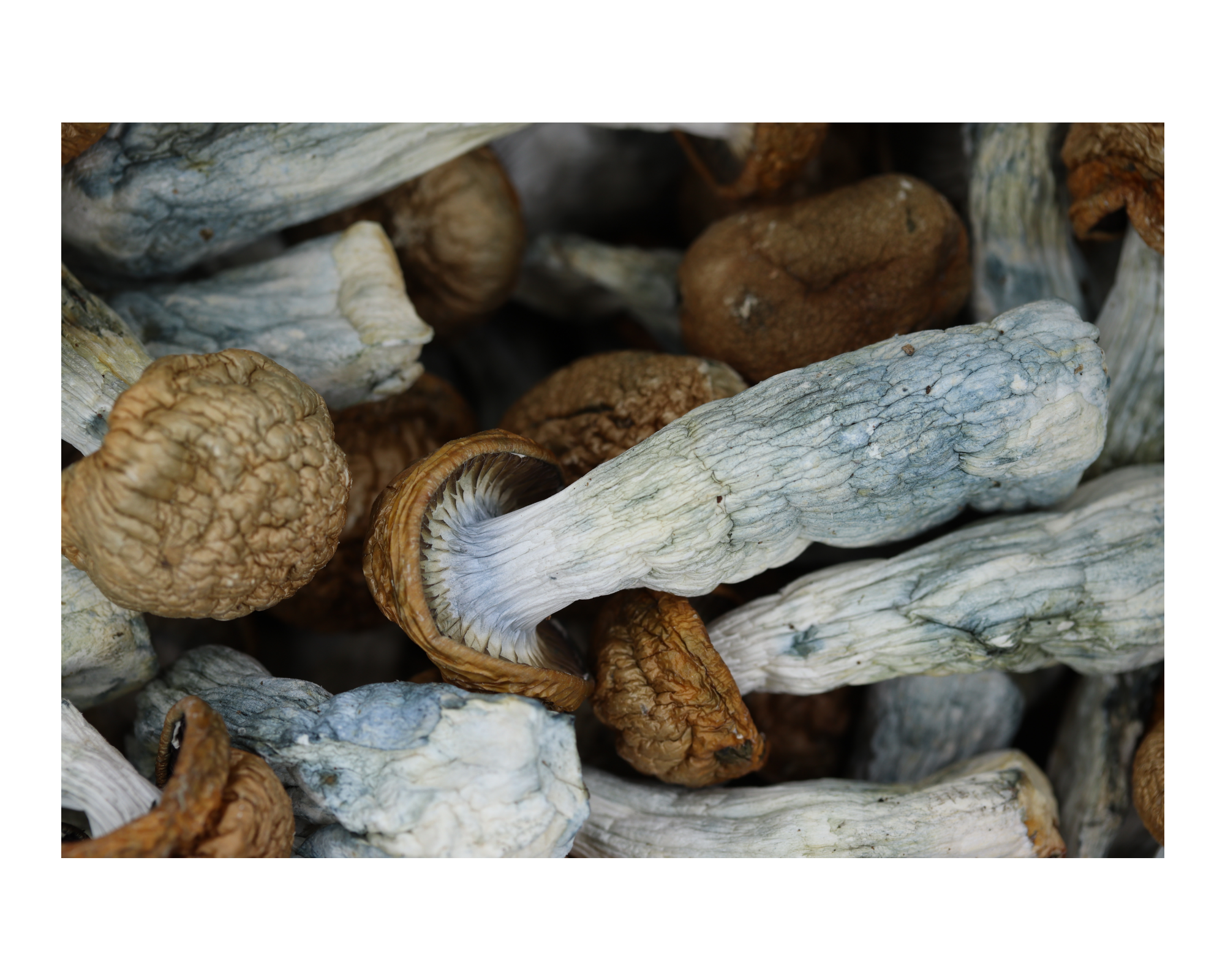 Tidal Wave Mushrooms psychedelics Tidal Wave Mushrooms psychedelics