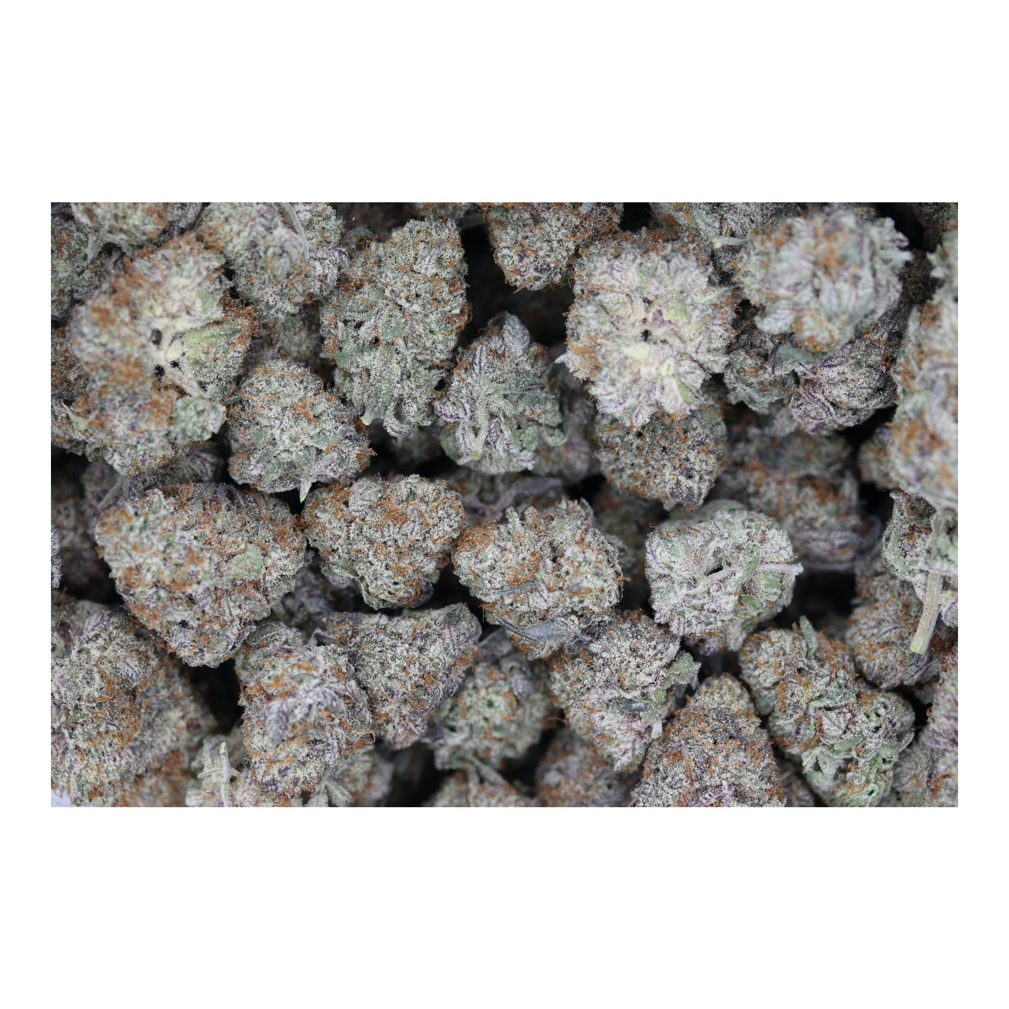 Vanilla Grapes Hybrid Cannabis Flower Vanilla Grapes Hybrid Cannabis Flower