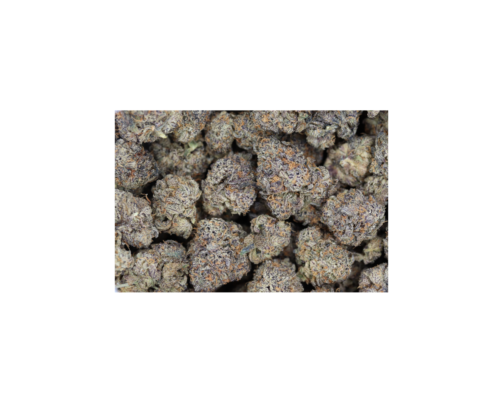 Grape Berry Hybrid anxiety Grape Berry Hybrid anxiety