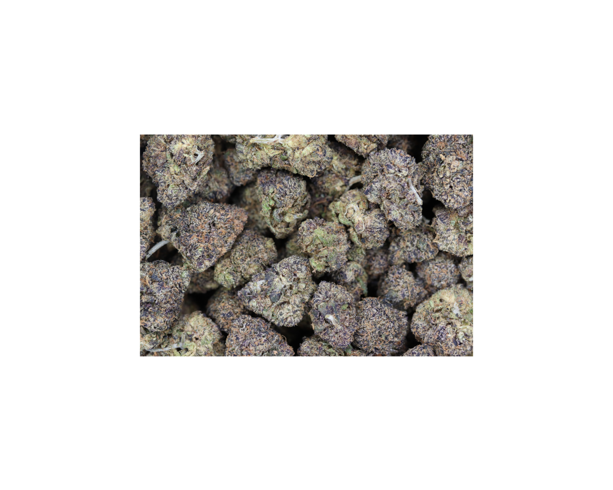 Member Berry Hybrid Berry Member Berry Hybrid Berry