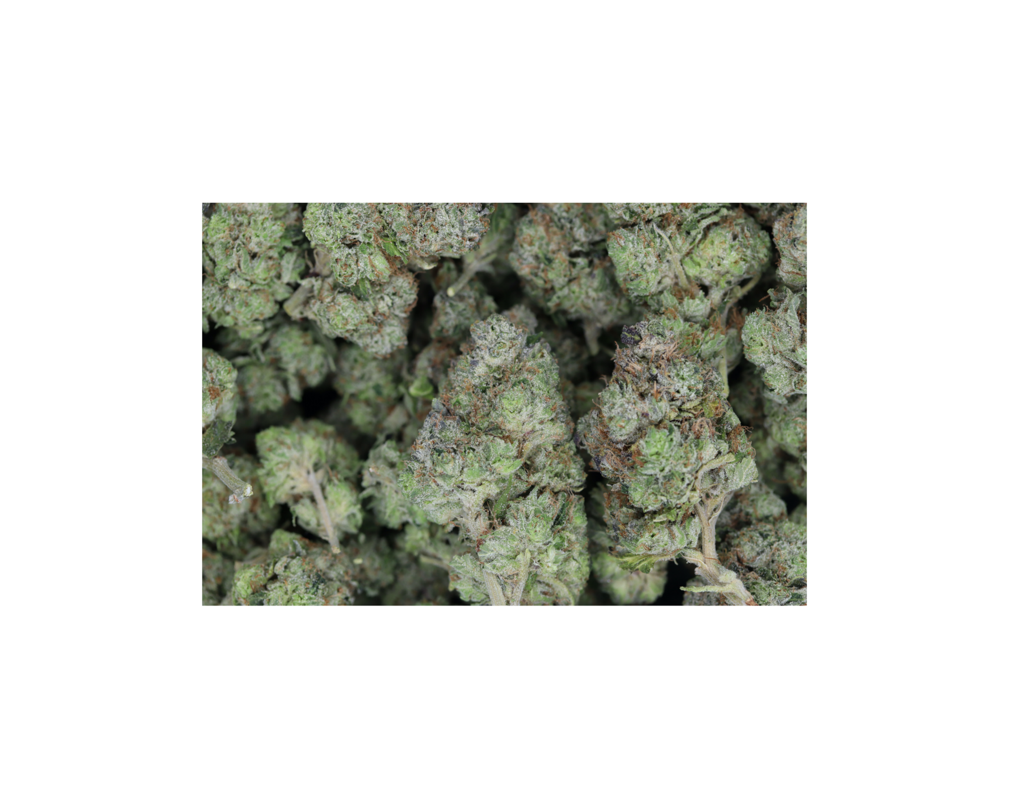 Pink Kush (1/2lb) Wholesale Flower anxiety Pink Kush (1/2lb) Wholesale Flower anxiety