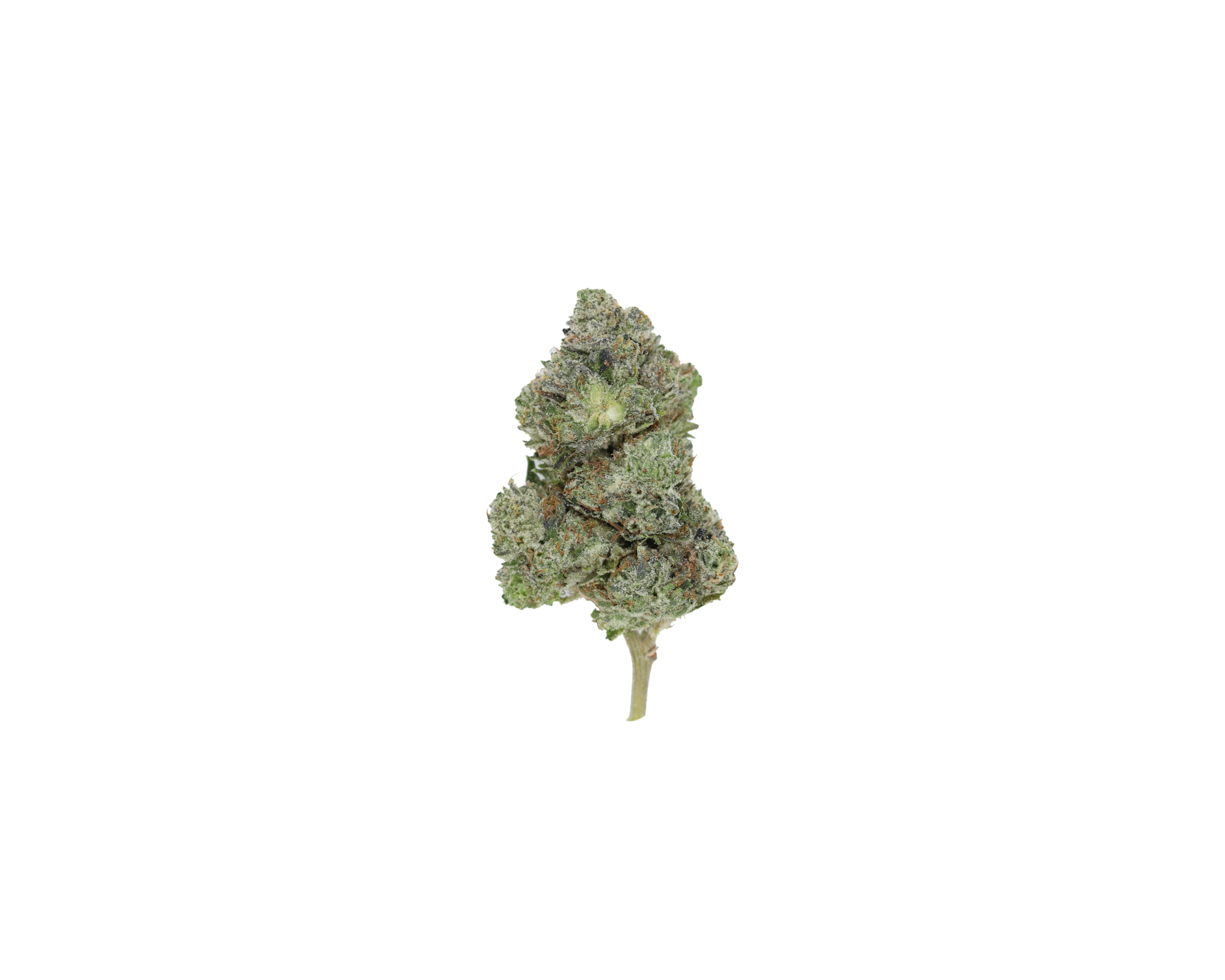 Pink Kush (1/2lb) Wholesale Flower anxiety Pink Kush (1/2lb) Wholesale Flower anxiety